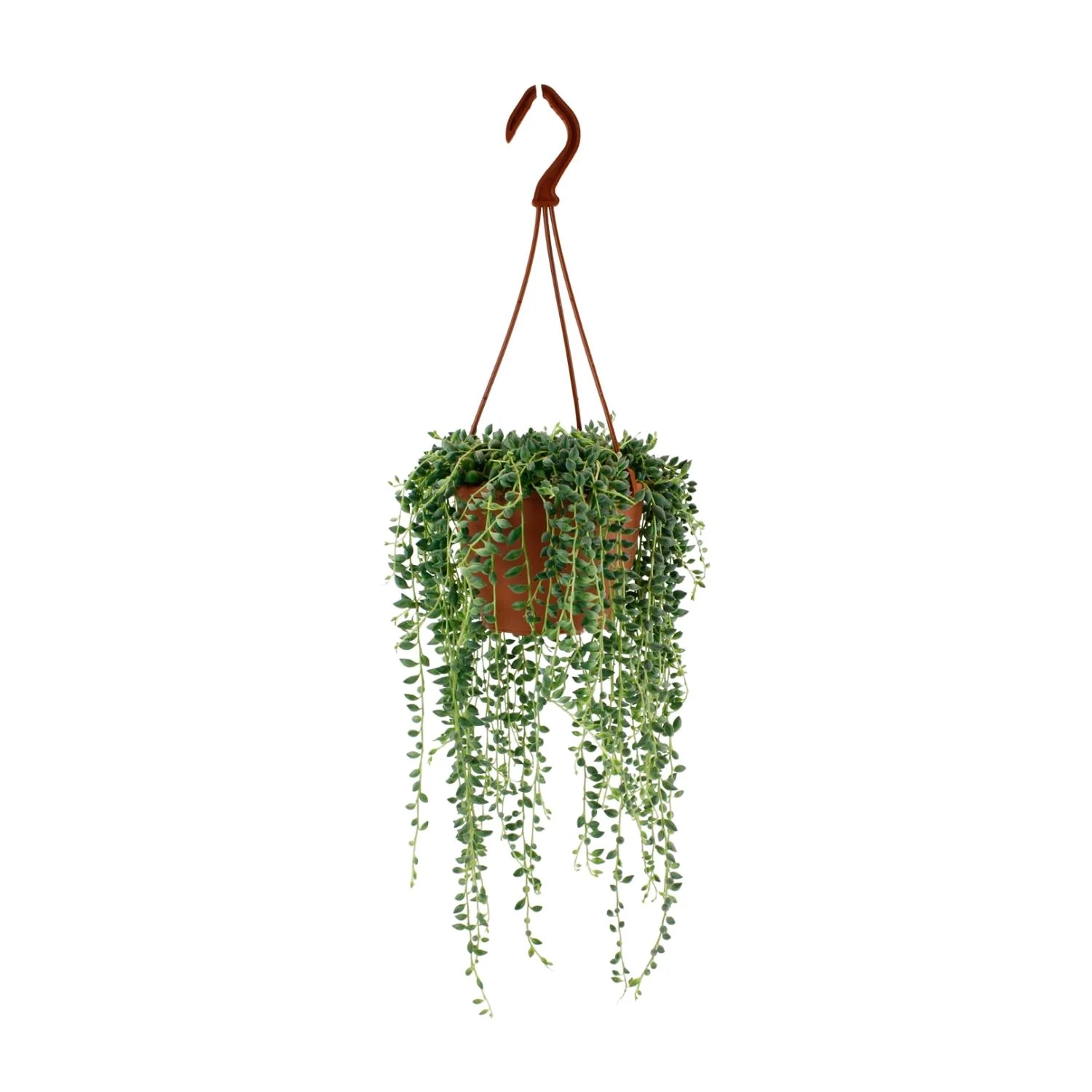 Senecio Herreianus – Schnurrbartpflanze