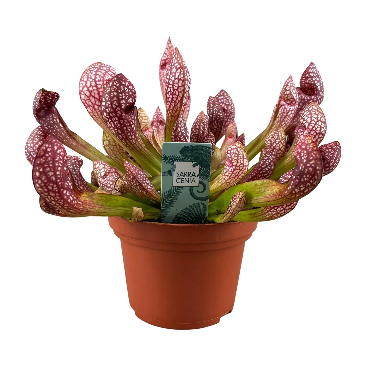 Sarracenia Scarlet Belle - Pflegeleichte Pflanze für deinen Garten