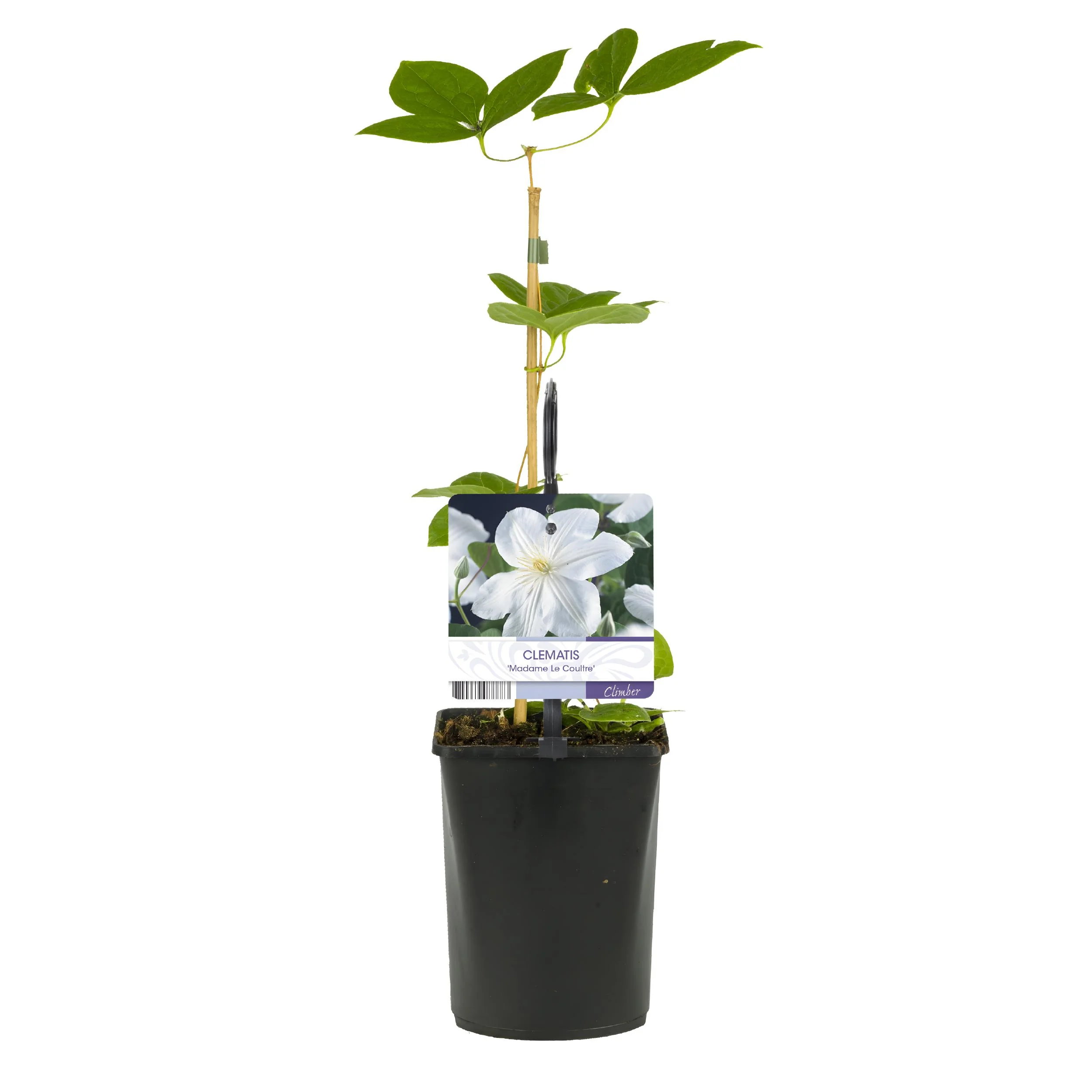 Kletterpflanze - Clematis Madame Le Coultre - blühend weiß - Wenig Pflege - 2 Pflanzen - Topf 11cm Höhe 40cm