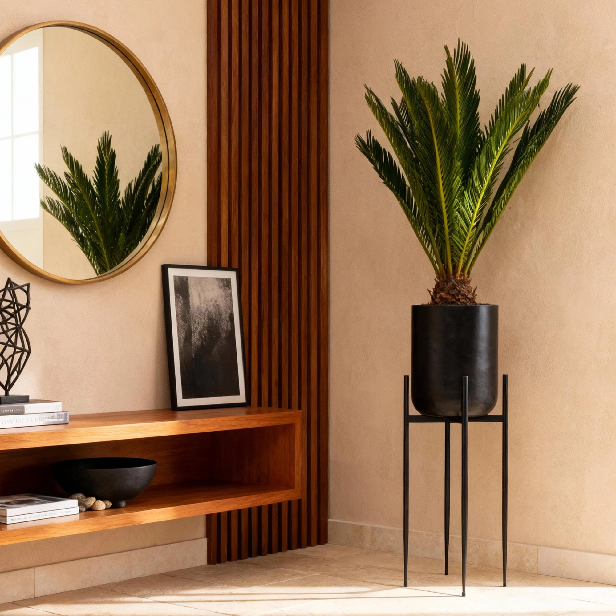 Cycas Revoluta - Sago-Palme
