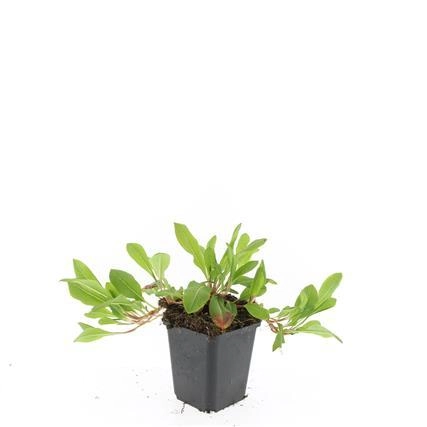 Persicaria aff. 'Darjeeling Red'