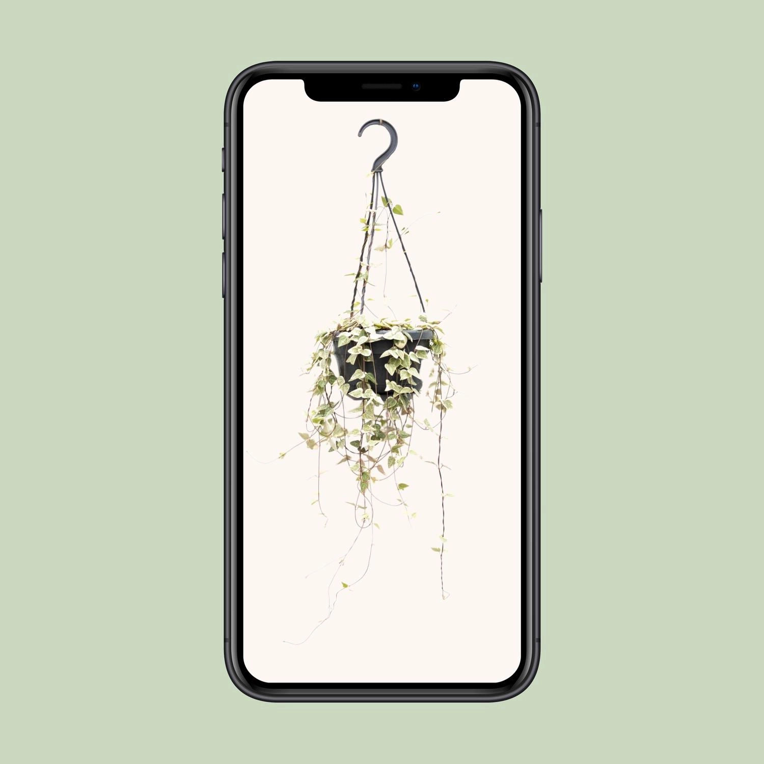Ceropegia Merel (Herzchenpflanze)