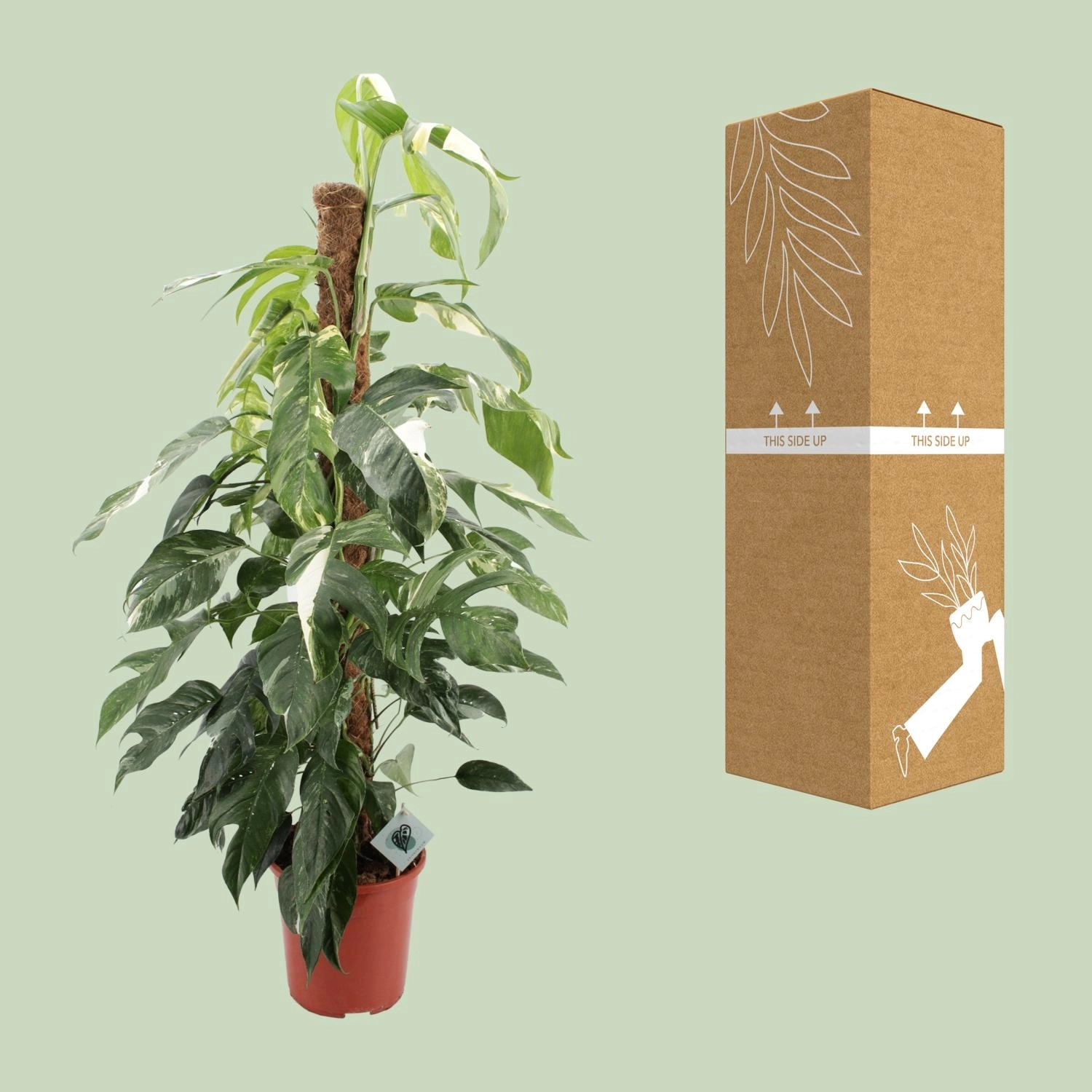 Epipremnum Pinnatum 'Albo Variegata'