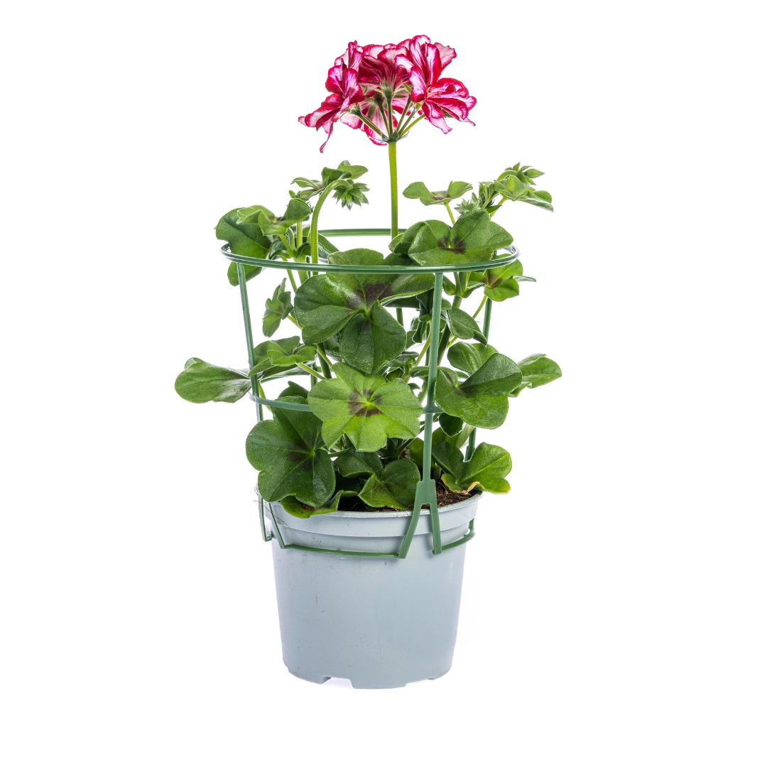 Pelargonium peltatum Mix (Rot, Weiß, Mexica Ruby, Violett) – 8er Set