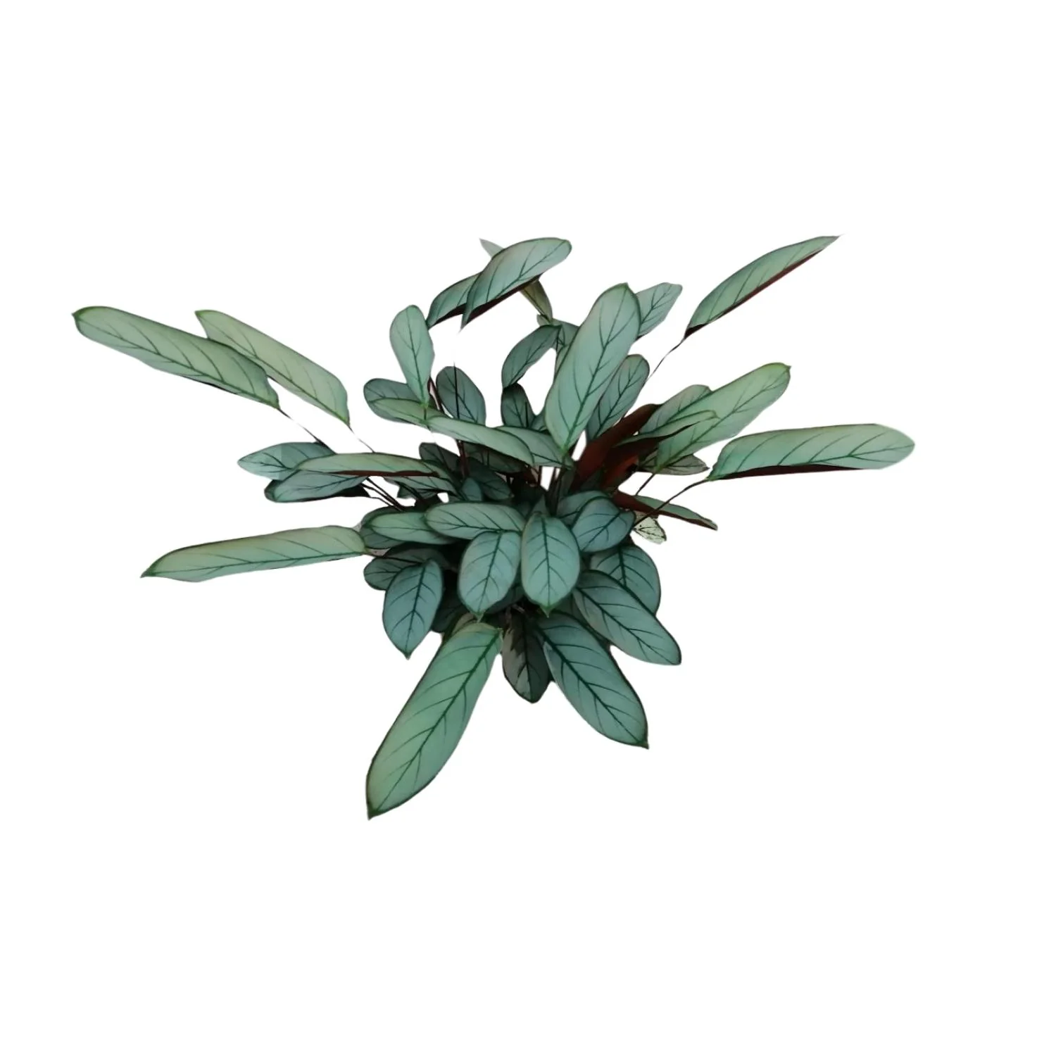 Nevernever-Pflanze (Ctenanthe)