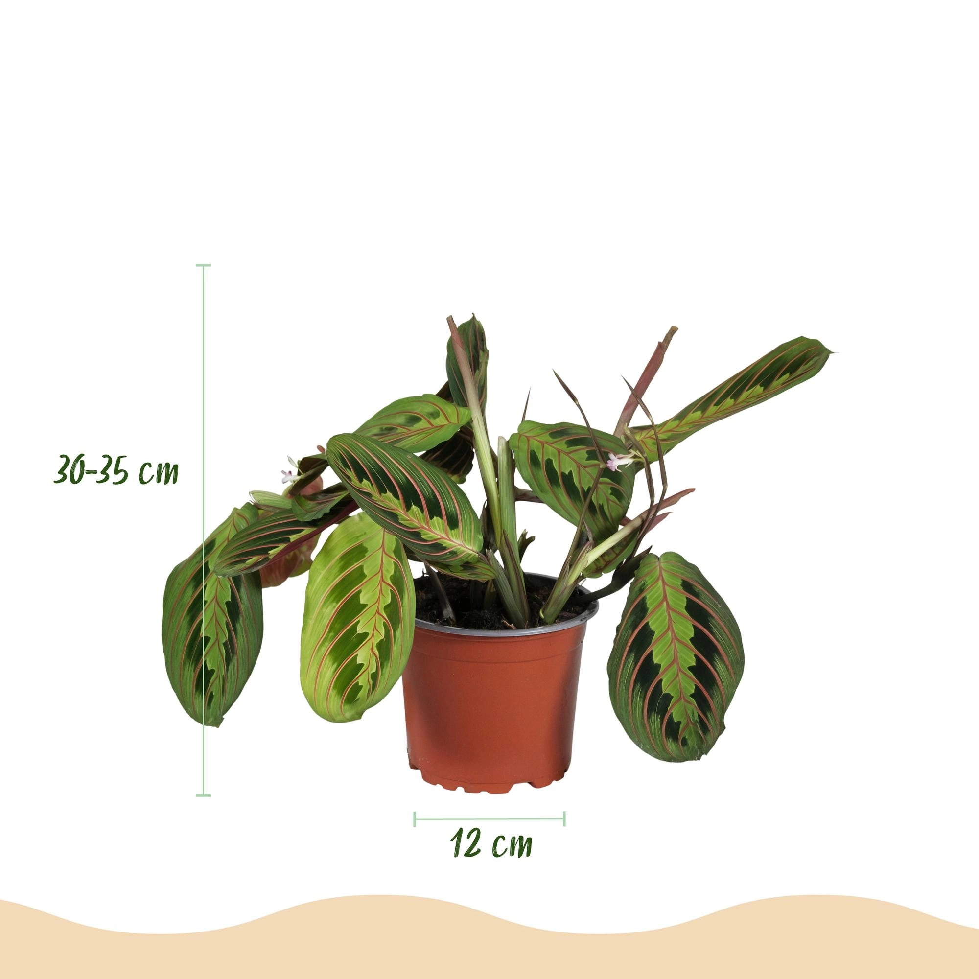 Maranta Fascinator Tricolour
