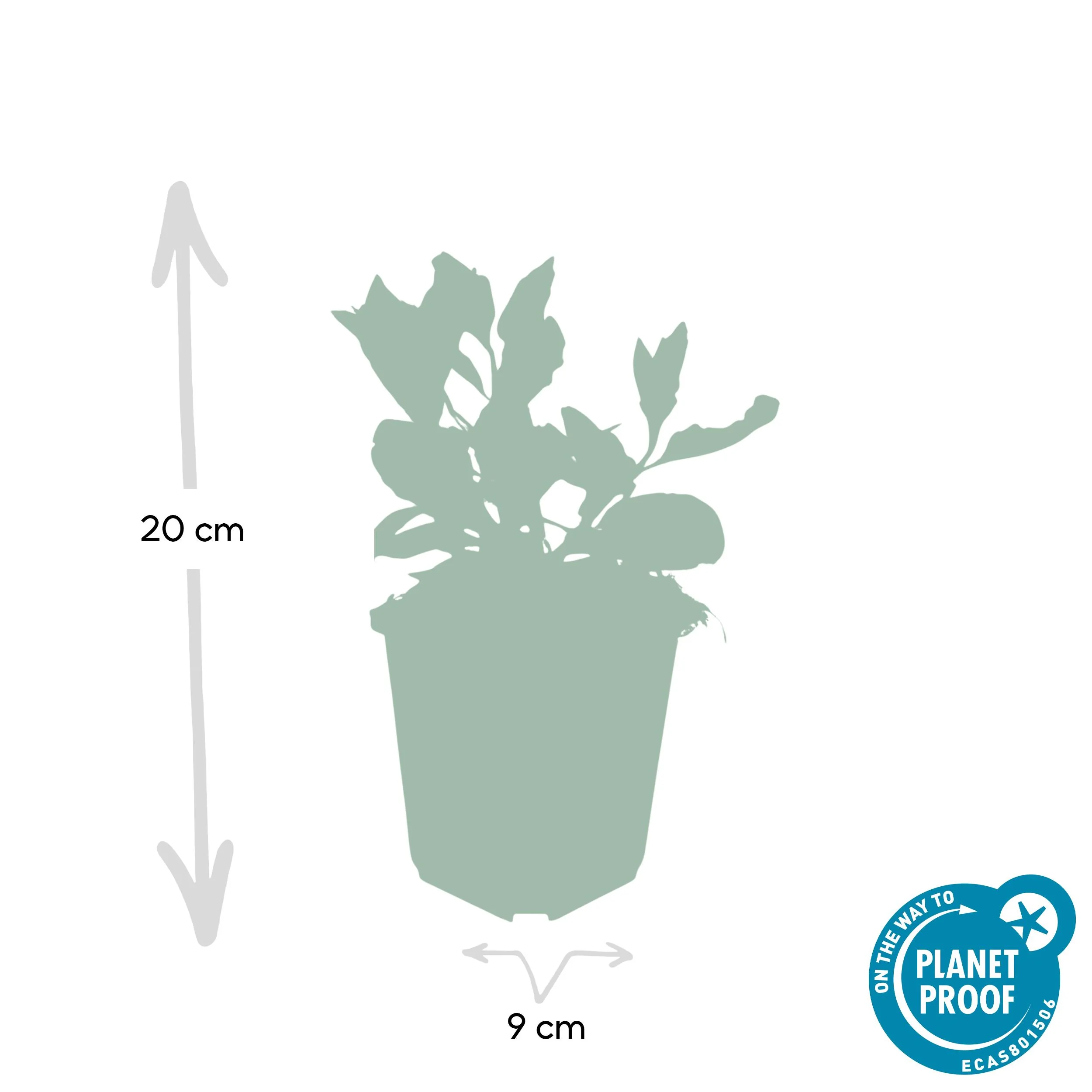 48x Aster ageratoides Asran - ↕10-25cm - Ø9cm Bild 2