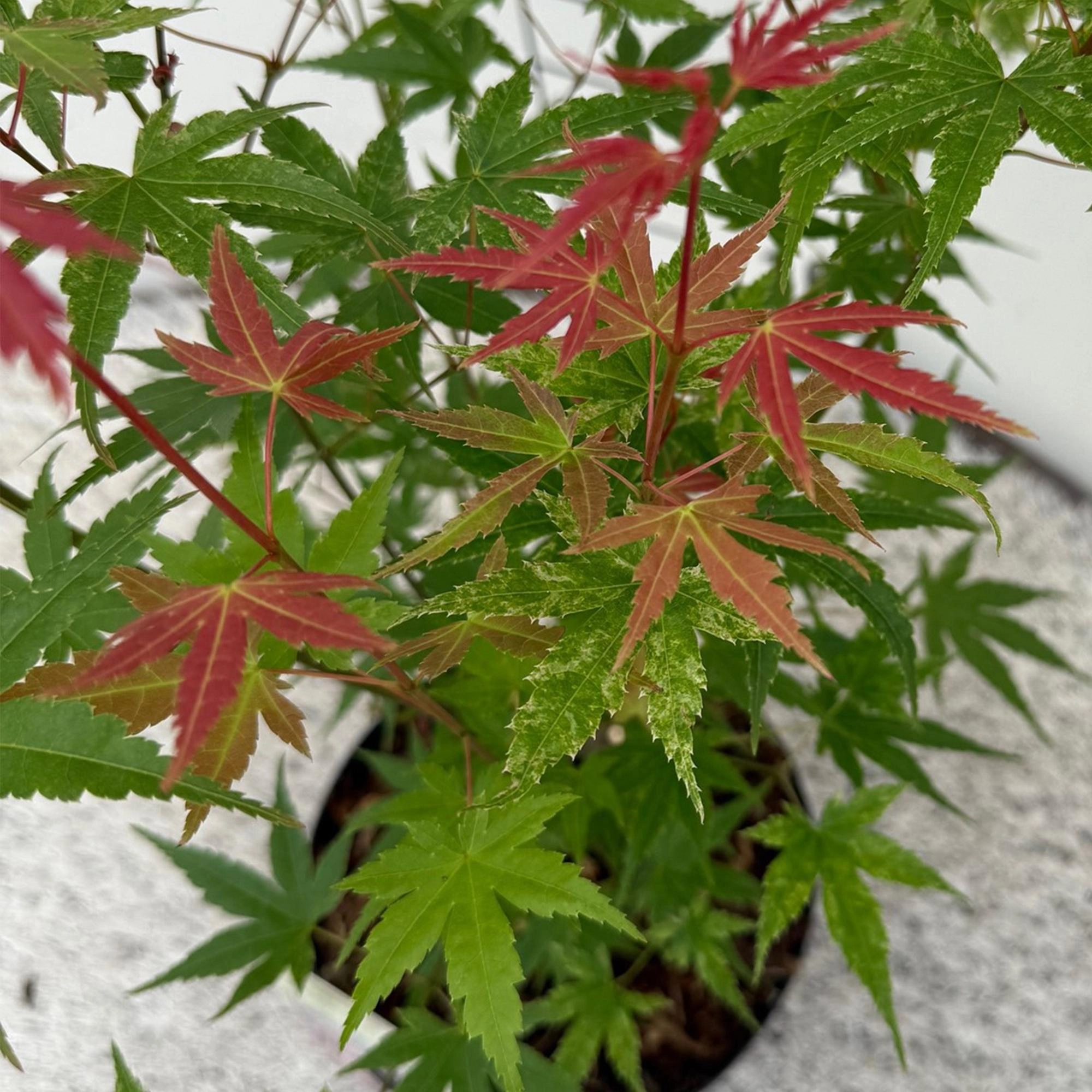 Balkonpflanze - Japanischer Ahorn - Acer palmatum Phoenix - Rosa - 2 Pflanzen - Laubabwerfend - Topf 19cm Höhe 70cm