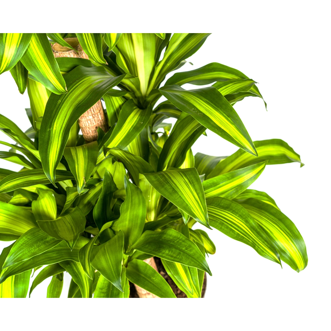 Dracaena Fragrans Massangeana Karussell Ø30cm - ↕130 - 150cm Bild 4