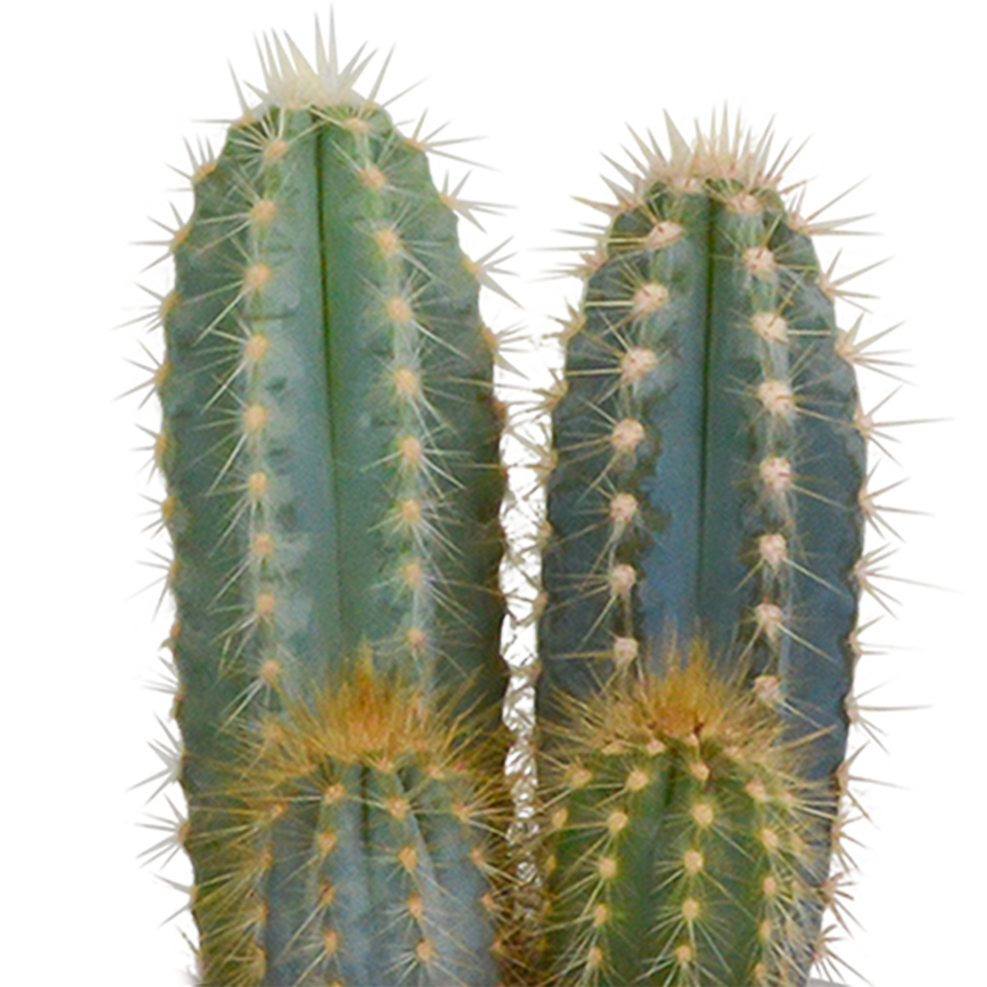 Kakteenmischung 8,5 cm - 3x - in witte pot Bild 6