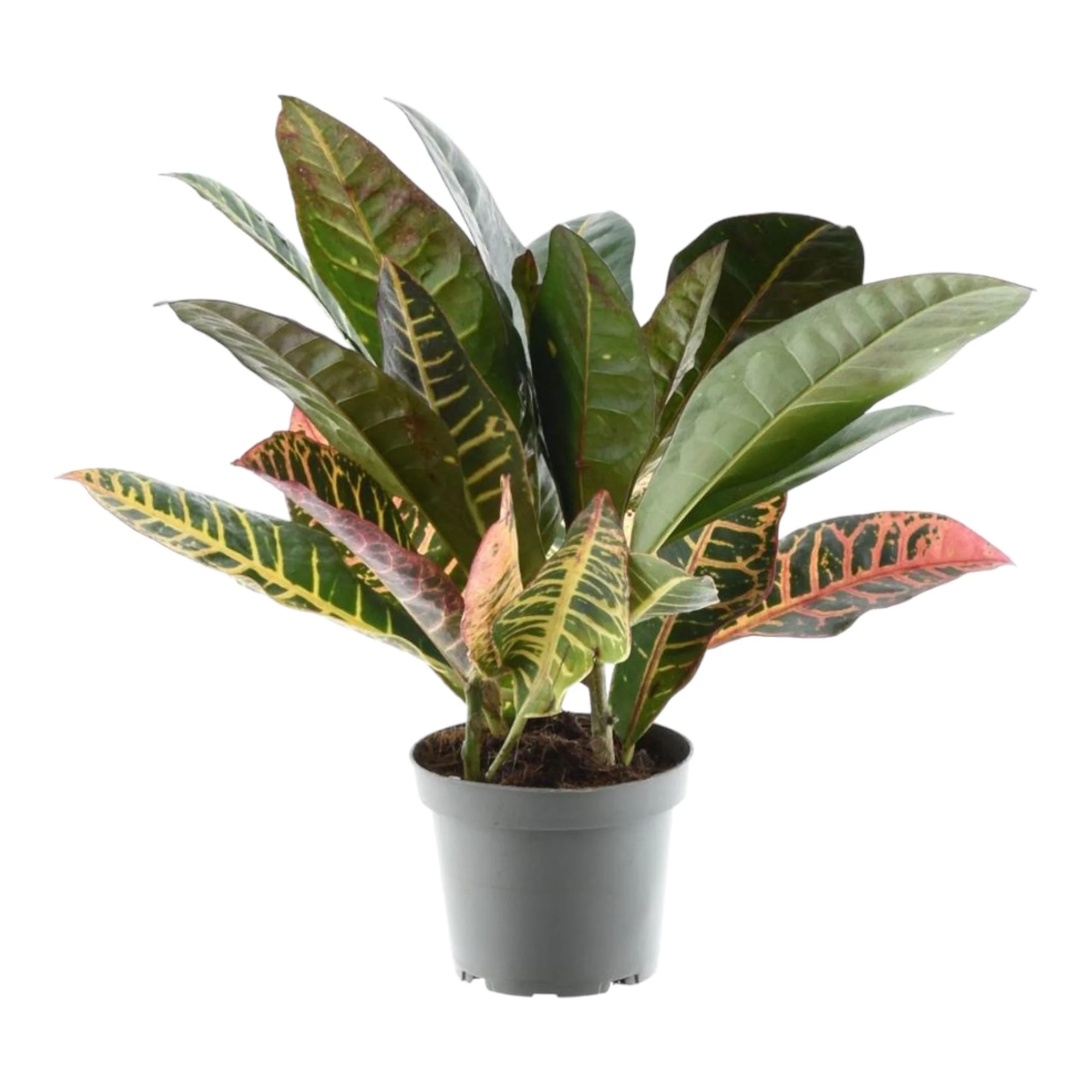 Codiaeum variegatum 'Petra' – Ein grünes Highlight für dein Zuhause