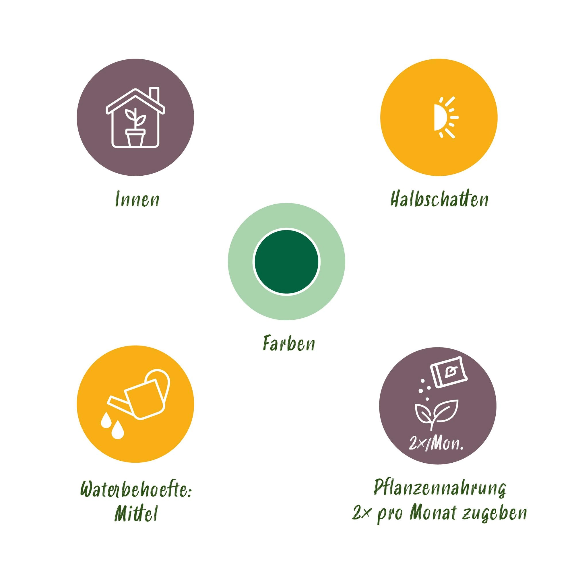 Yucca elephantipes - Palmlilie