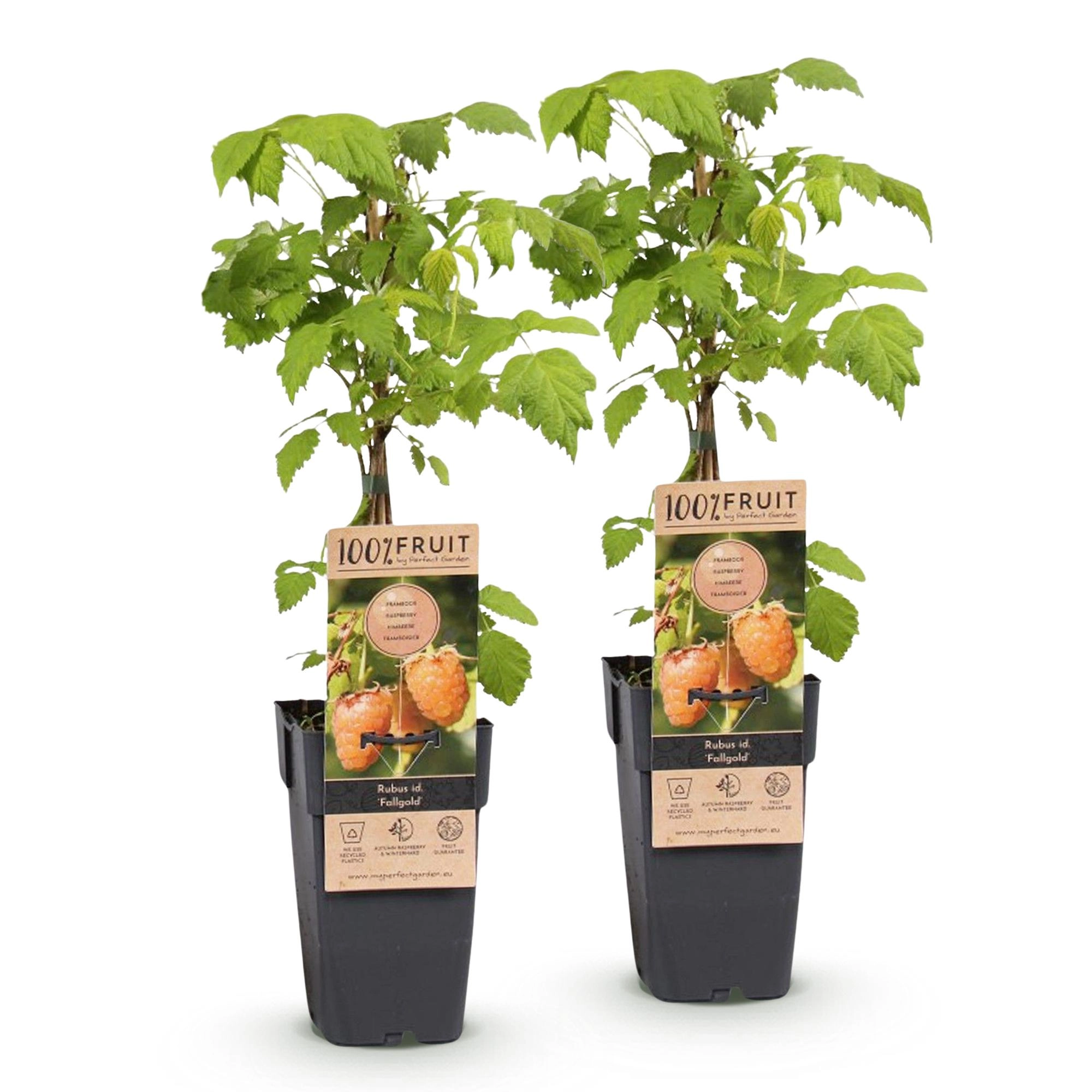 Green boutiQ - Fruit Plant - Rubus idaeus Fallgold - Raspberry Plant - Hardy - Yellow Raspberry - 2 Plants - Pot 15cm - Height 50cm Bild 2