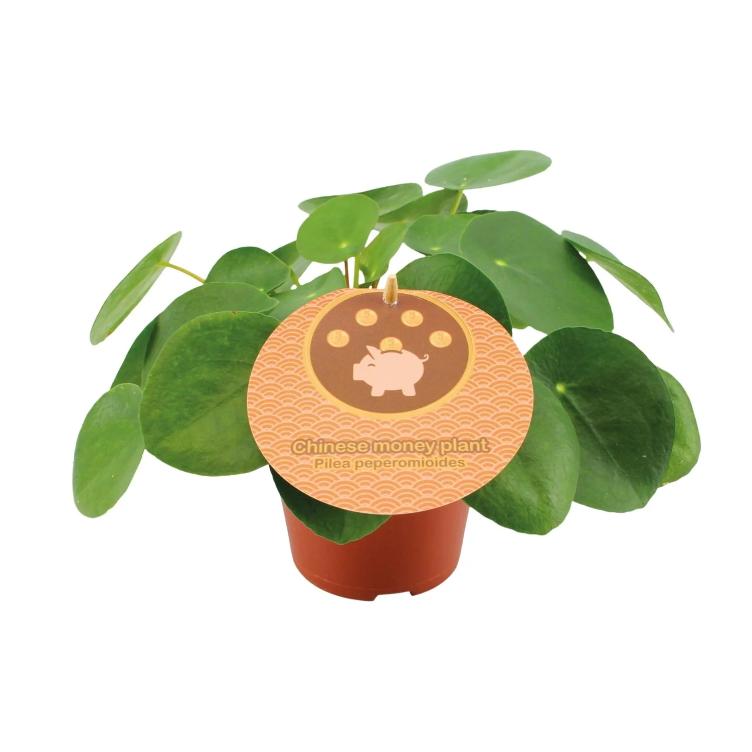 Pilea Peperomioides – Aluminium-Pflanze