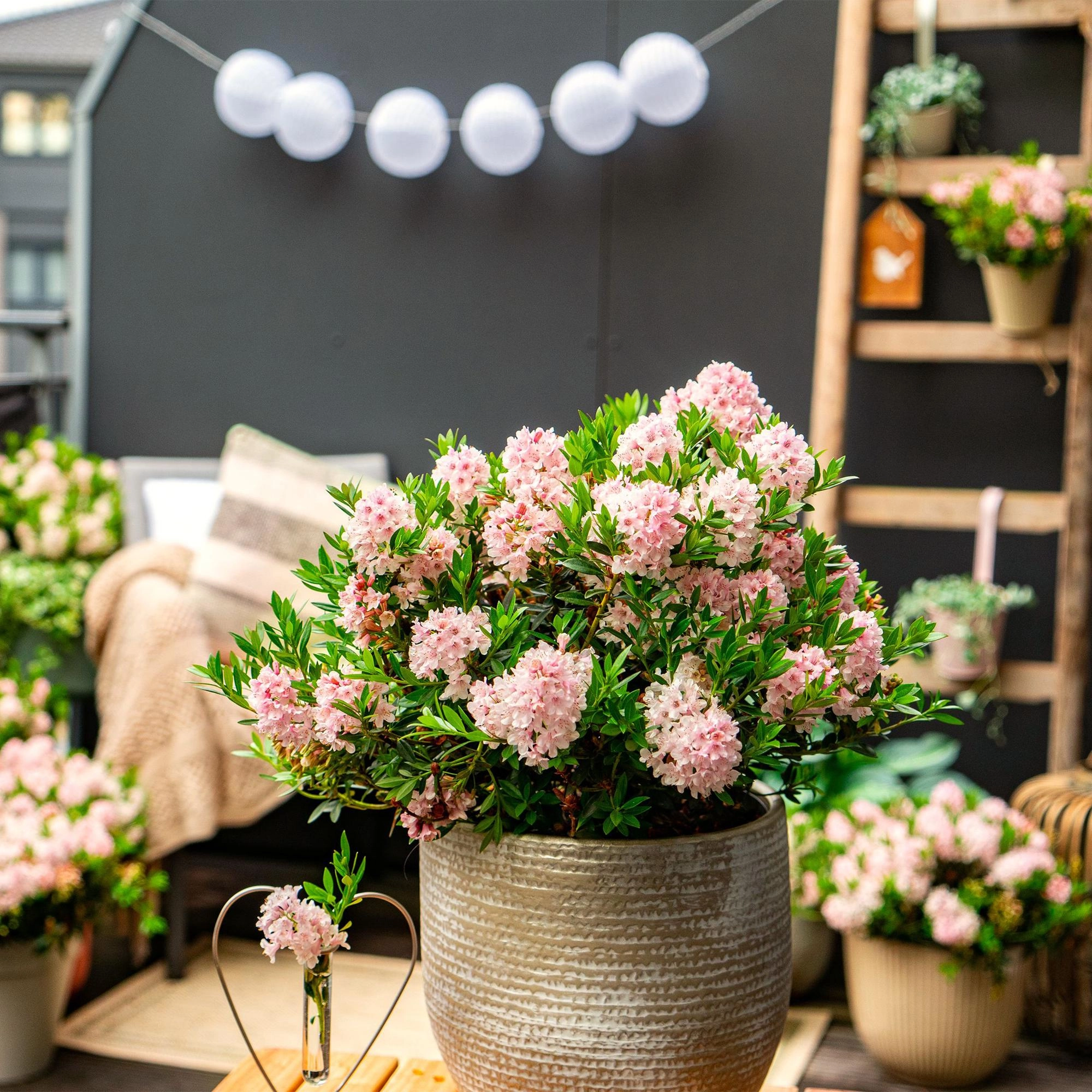 Green boutiQ - Zwerg-Rhododendron - Rhododendron Bloombux Light Pink - Blühender Buxus - Wenig Pflege - Hellrosa Blüte - 6 Pflanzen - Topf 17cm - Höhe 30-40cm Bild 5
