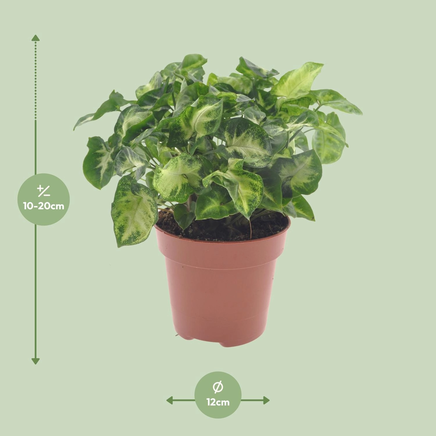 Syngonium Pixie - Ø12cm - ↕20cm Bild 2