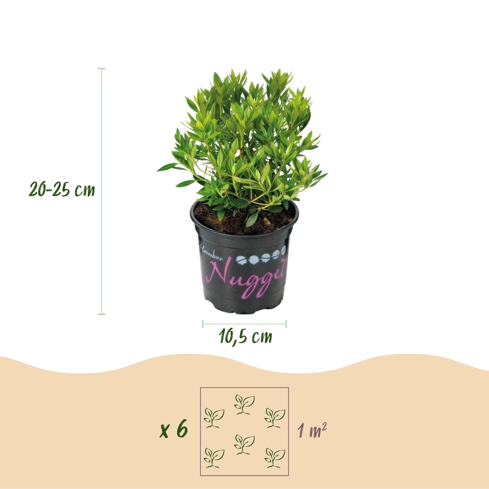 Green boutiQ - Zwerg-Rhododendron - Rhododendron Bloombux Light Pink - Blühender Buchsbaum - Wenig Pflege - Hellrosa Blüte - 6 Pflanzen - Topf 10,5cm - Höhe 20-25cm Bild 3