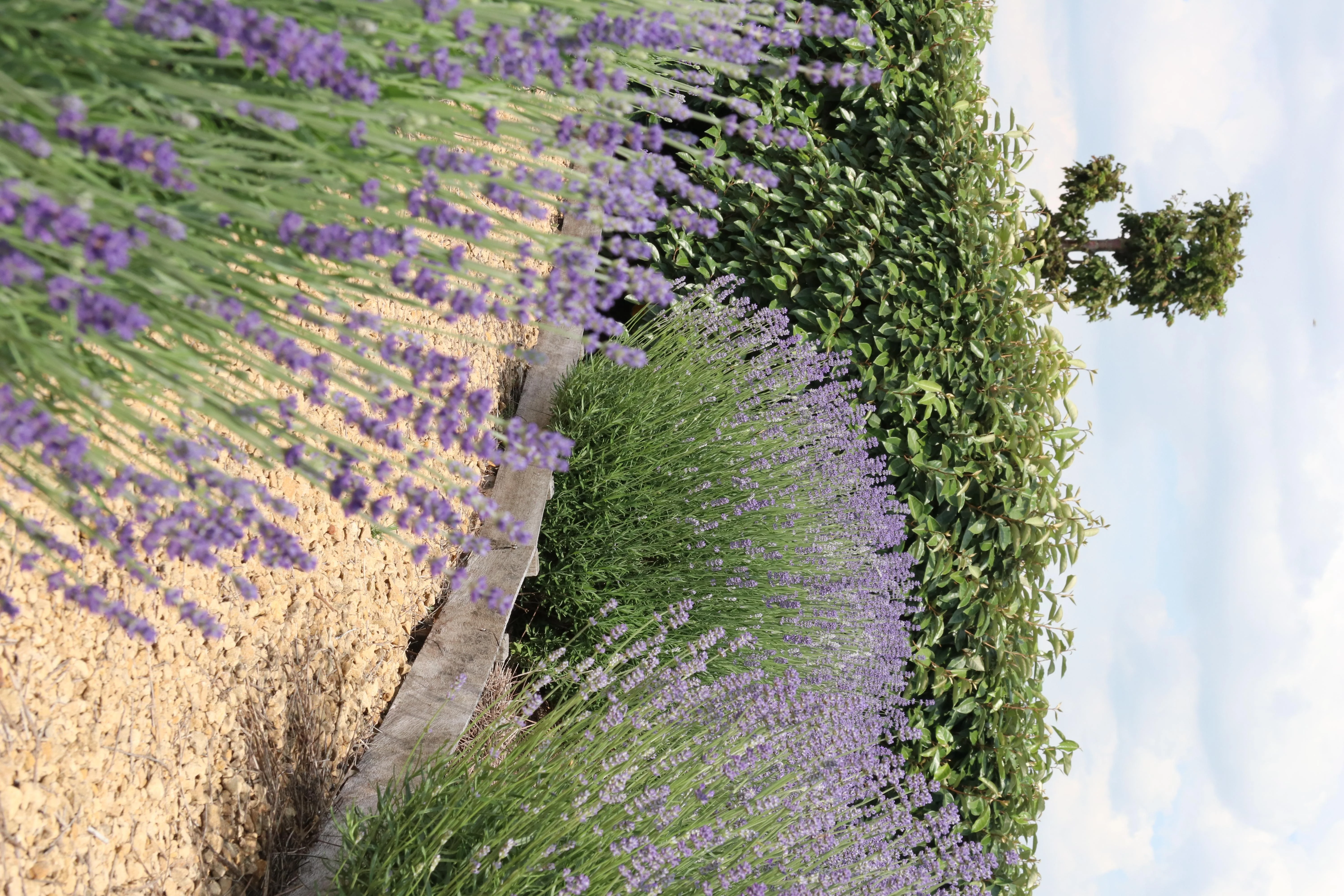 Echter Lavendel (Lavendel angustifolia)