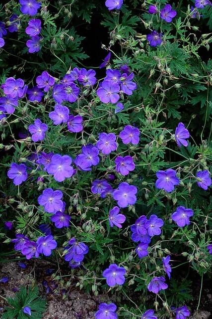 48x Geranium Johnsons Blue - ↕10-25cm - Ø9cm Bild 6
