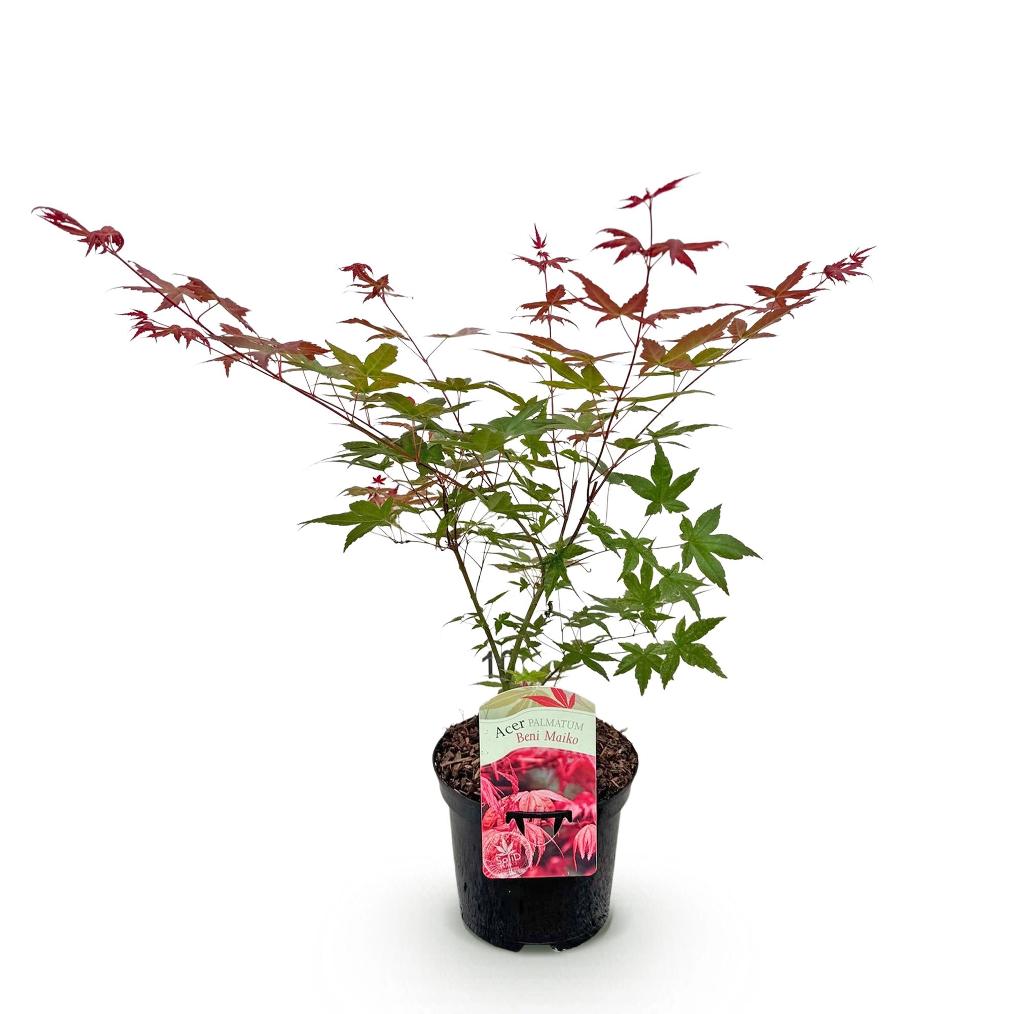 Balkonpflanze - Japanischer Ahorn - Acer palmatum Beni Maiko - Rot - 1 Pflanze - Laubabwerfend - Topf 19cm Höhe 70cm