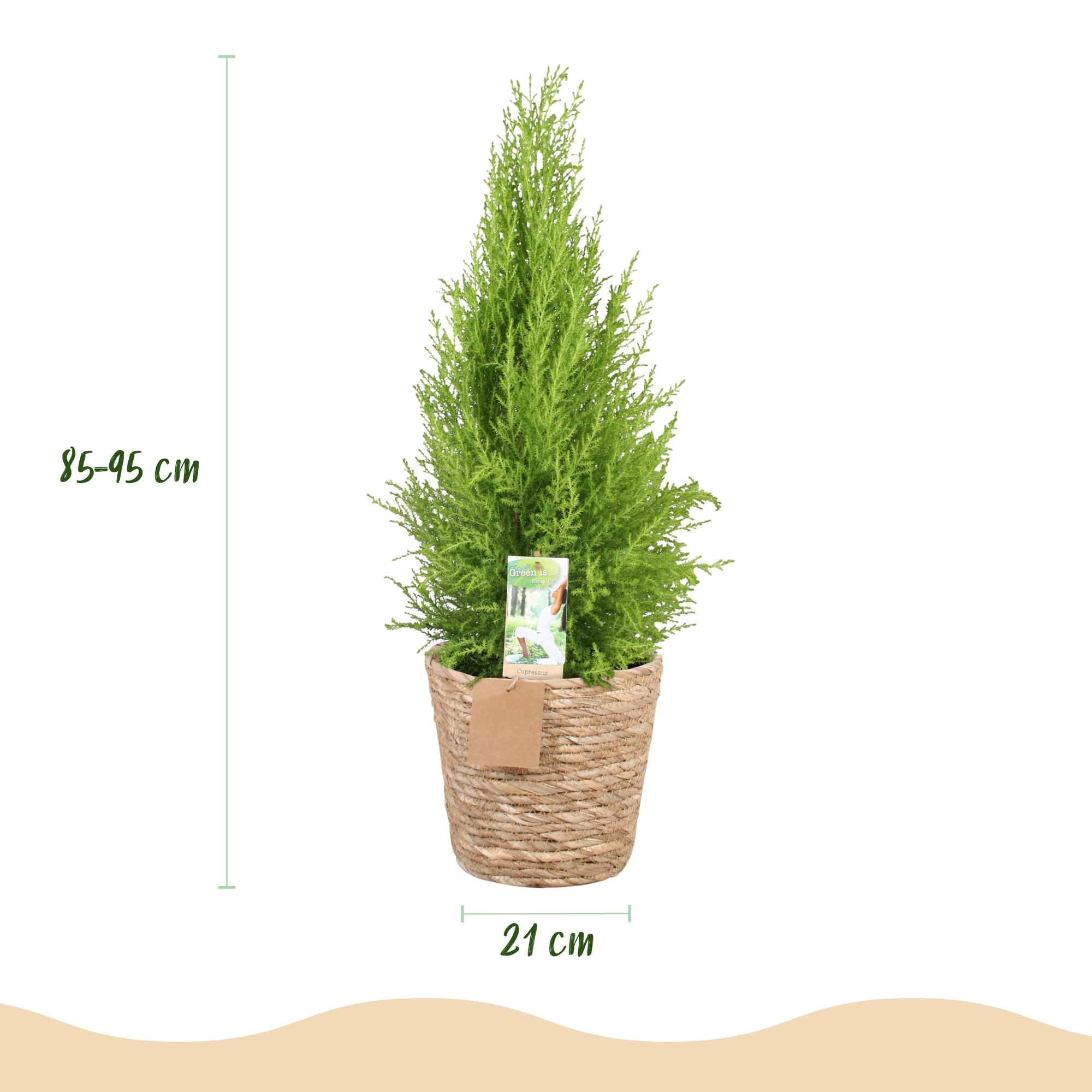 Cupressus Gold Crest Wilma