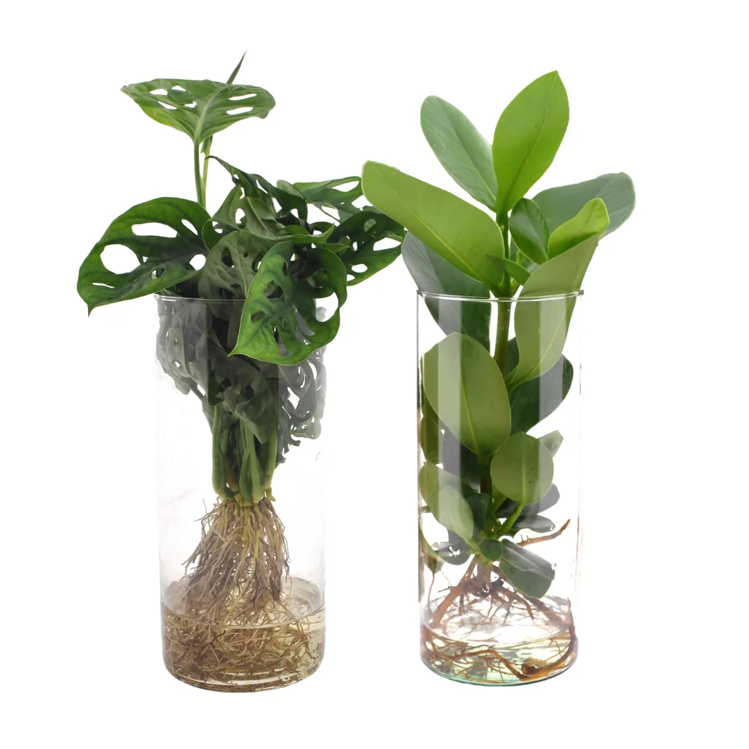 Cylinder Glas Duo – Hydroponie-Pflanzen