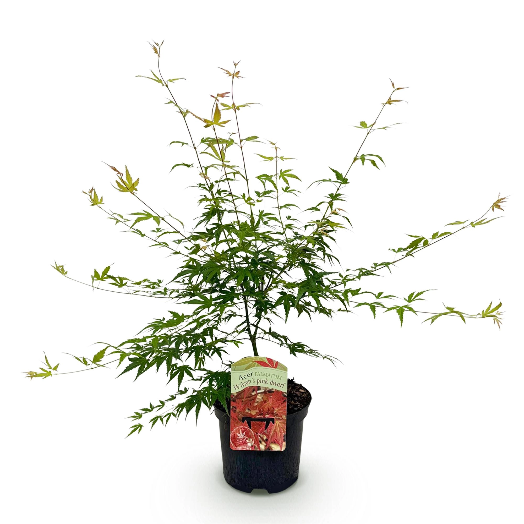 Balkonpflanze - Japanischer Ahorn - Acer palmatum Pink Dwarf - Rosa - 1 Pflanze - Laubabwerfend - Topf 19cm Höhe 70cm