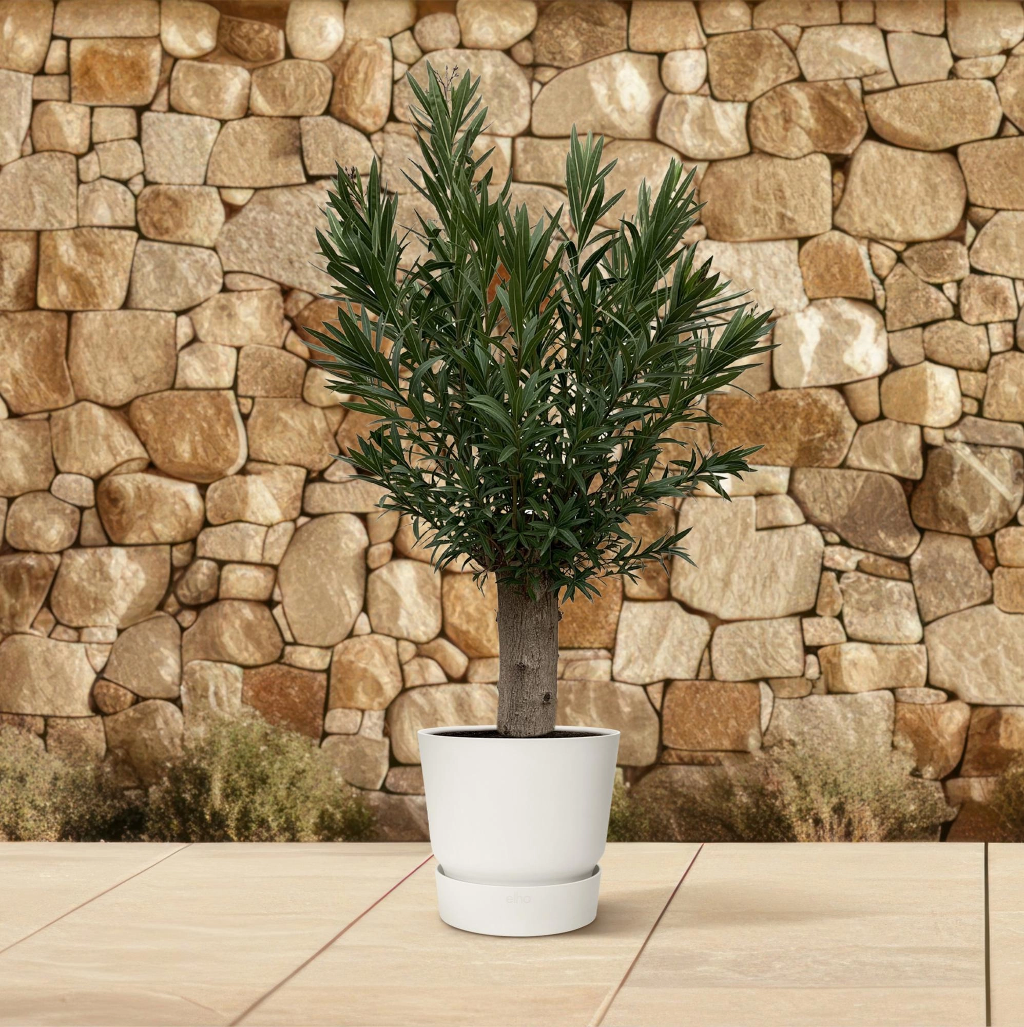 Nerium Oleander Bonsai - 190cm - ø45 Bild 4