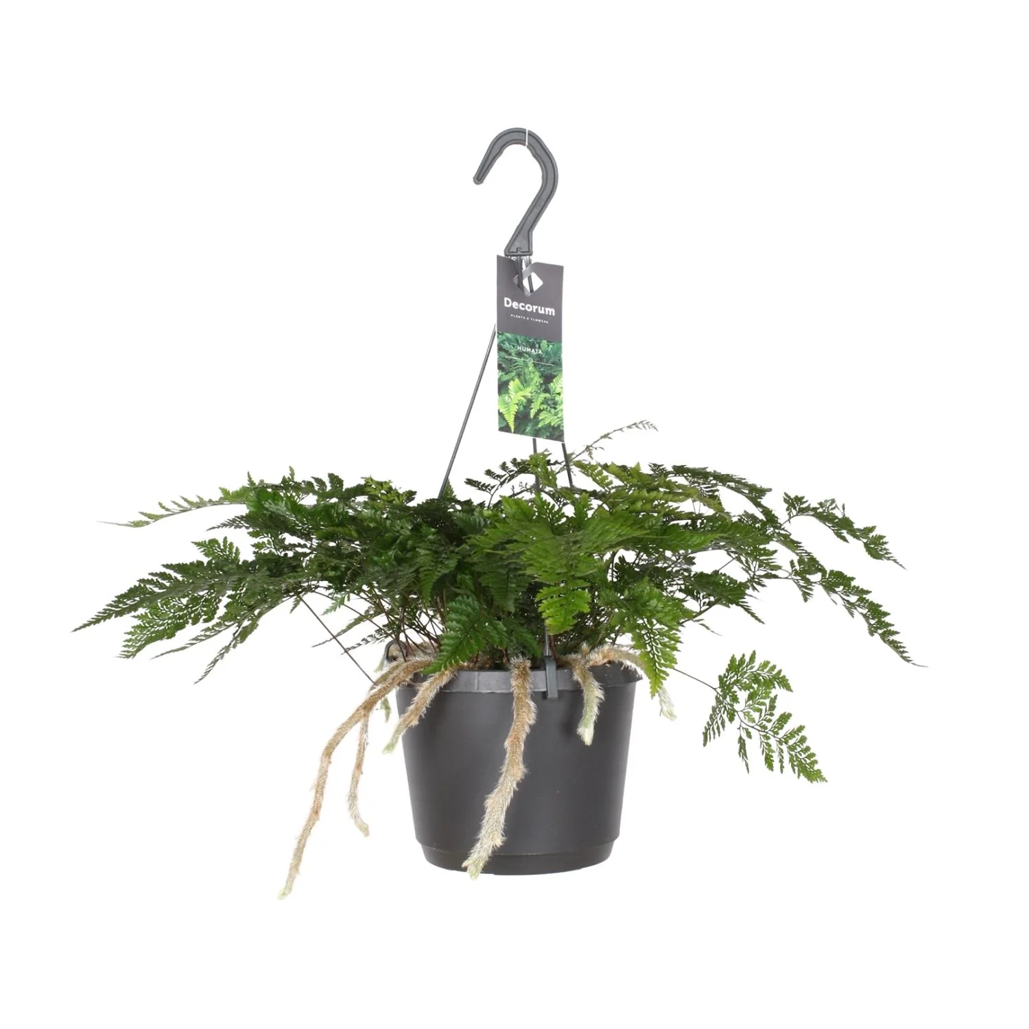 Davallia Teyermannii – Hasenfußfarn