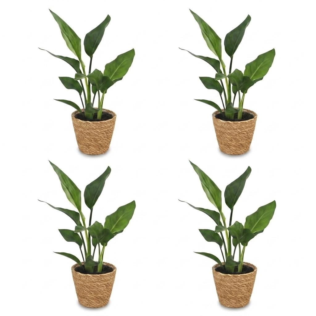Green boutiQ - Strelitzia Reginea - Paradiesvogelblume - 4 Pflanzen - mit Seegraskorb - Topf 12cm - Höhe 35cm Bild 2