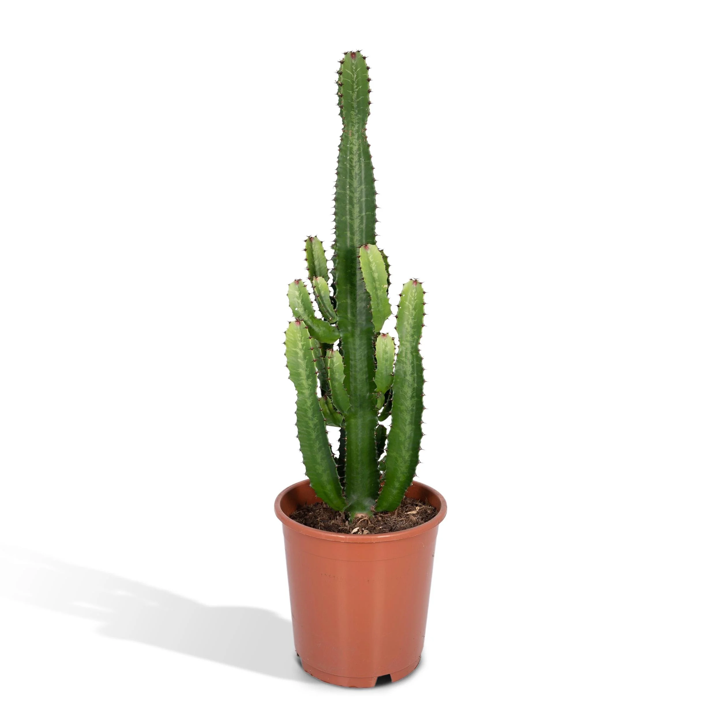 Euphorbia Ingens – Cowboy Kaktus