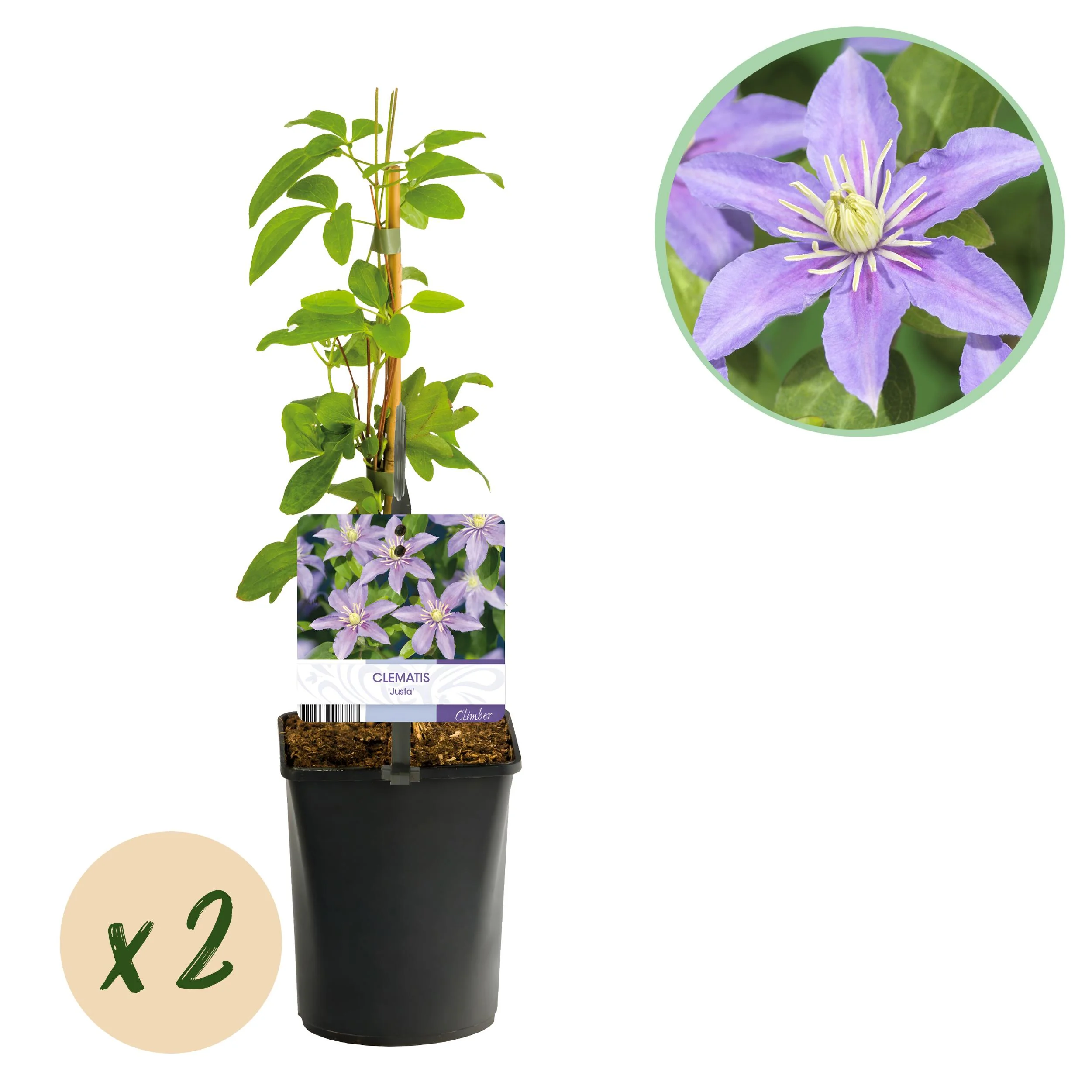 Green boutiQ - Kletterpflanze - Clematis Justa - Blüte Licht Blau - Pflegeleicht - 2 Pflanzen - Topf 11cm Höhe 40cm