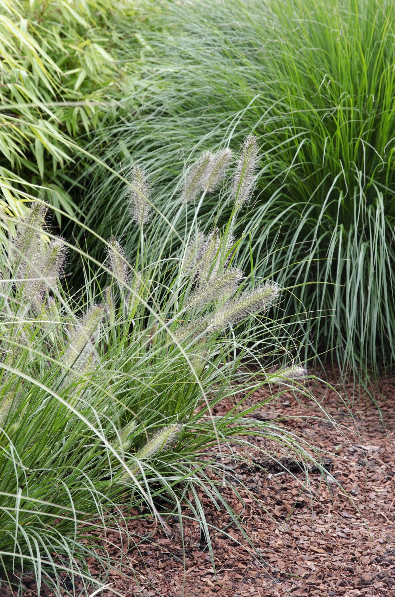 Pennisetum Alopecuroides "Hameln" - Lampenpolniengras