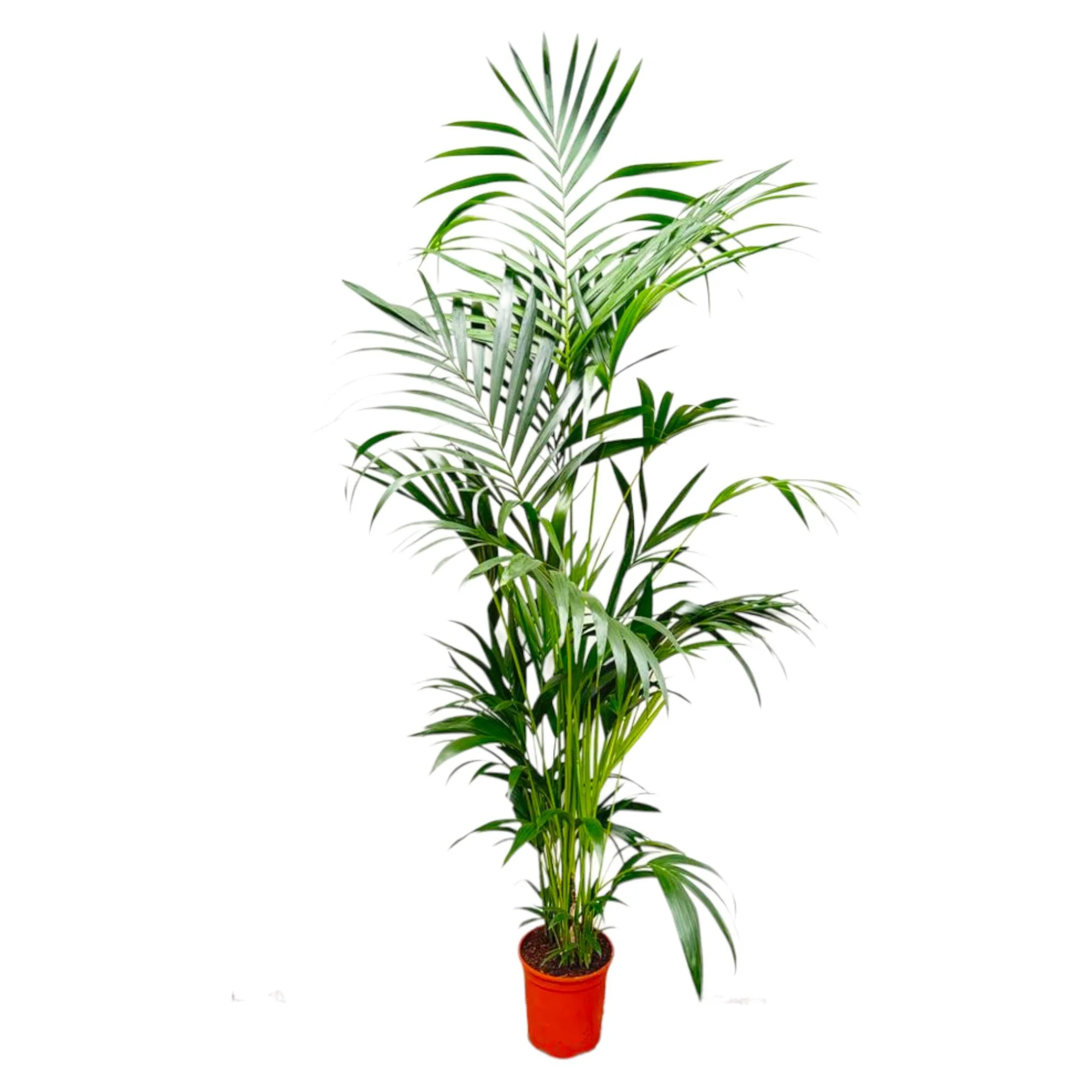 Kentia-Palme – Elegante Zimmerpflanze