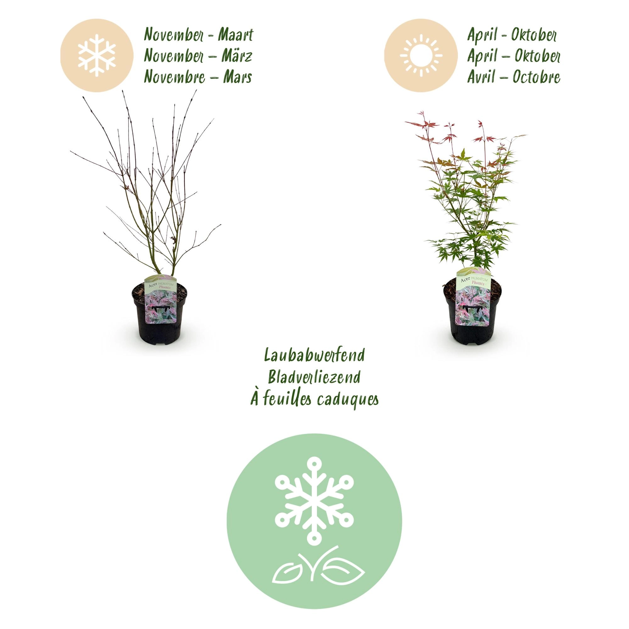 Balkonpflanze - Japanischer Ahorn - Acer palmatum Phoenix - Rosa - 2 Pflanzen - Laubabwerfend - Topf 19cm Höhe 70cm