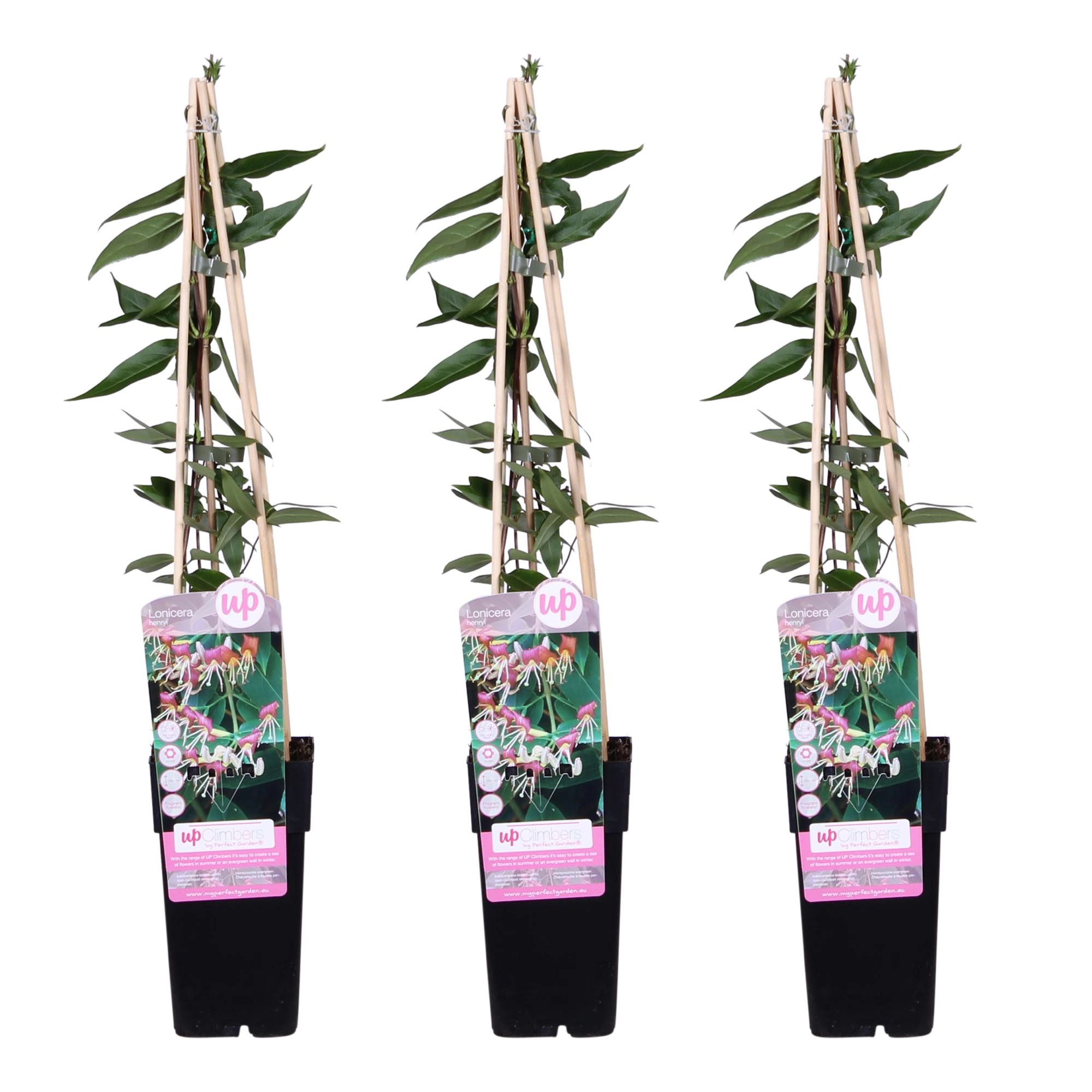 3x - Lonicera henryi - ↨65cm - Ø15 Bild 1