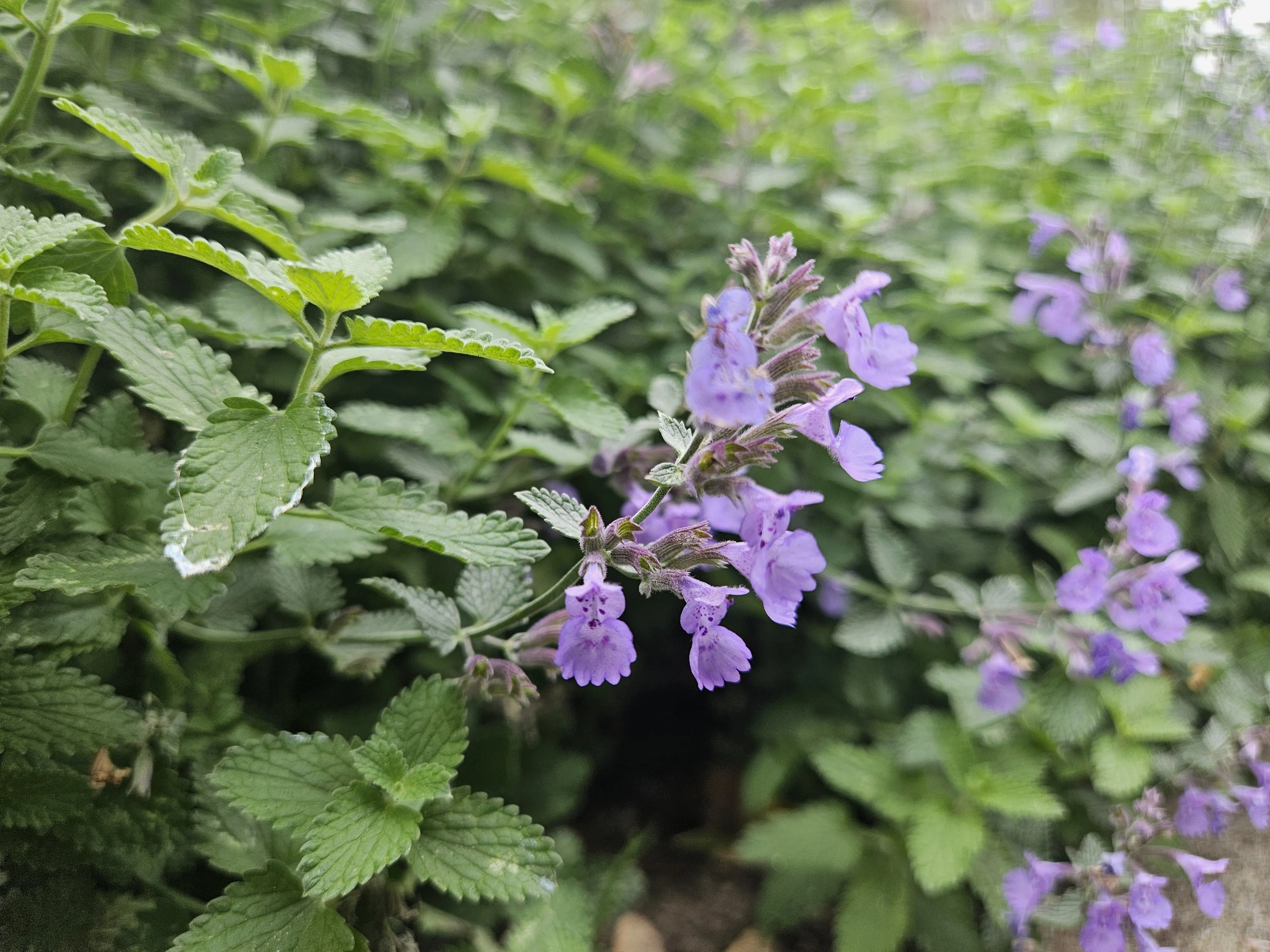 12x Nepeta Walkers Low - ↕10-25cm - Ø9cm Bild 6