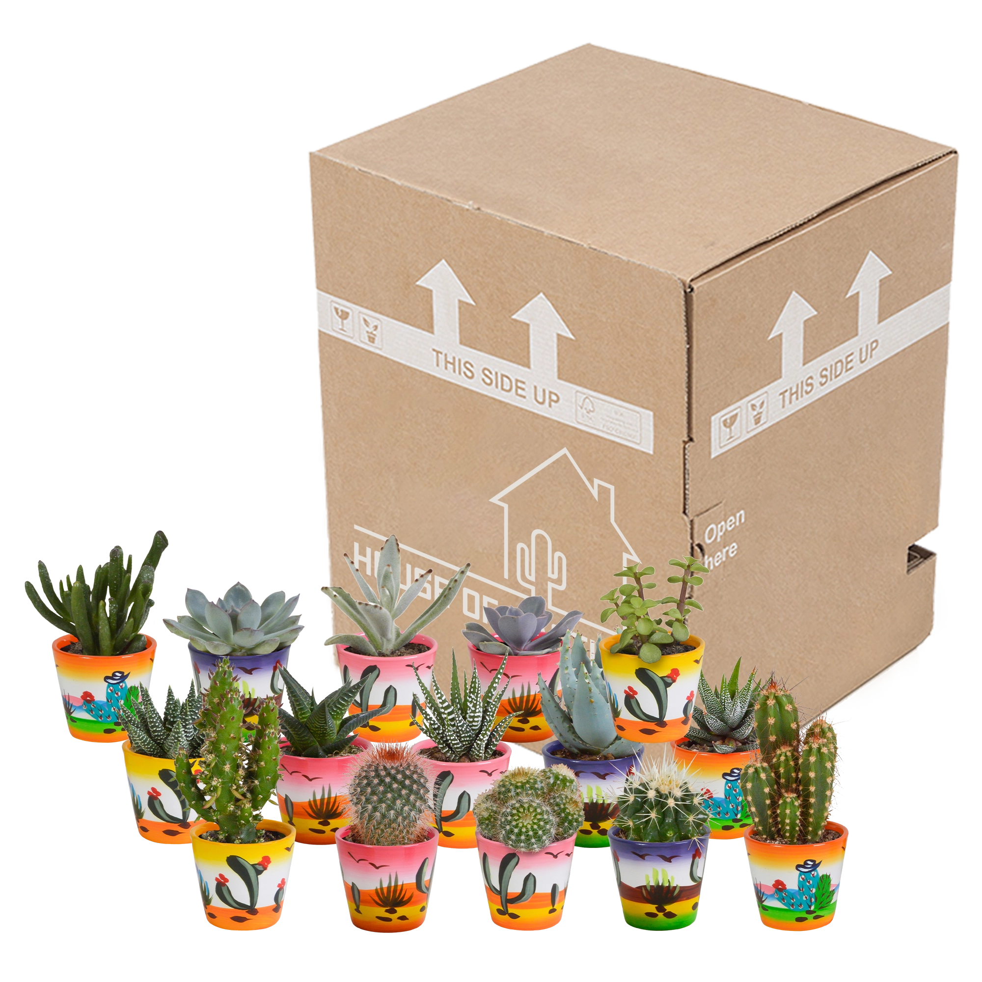 Cactus en vetplanten Mischung 5,5 cm 15 stück - in Mexicaanse pot Bild 3