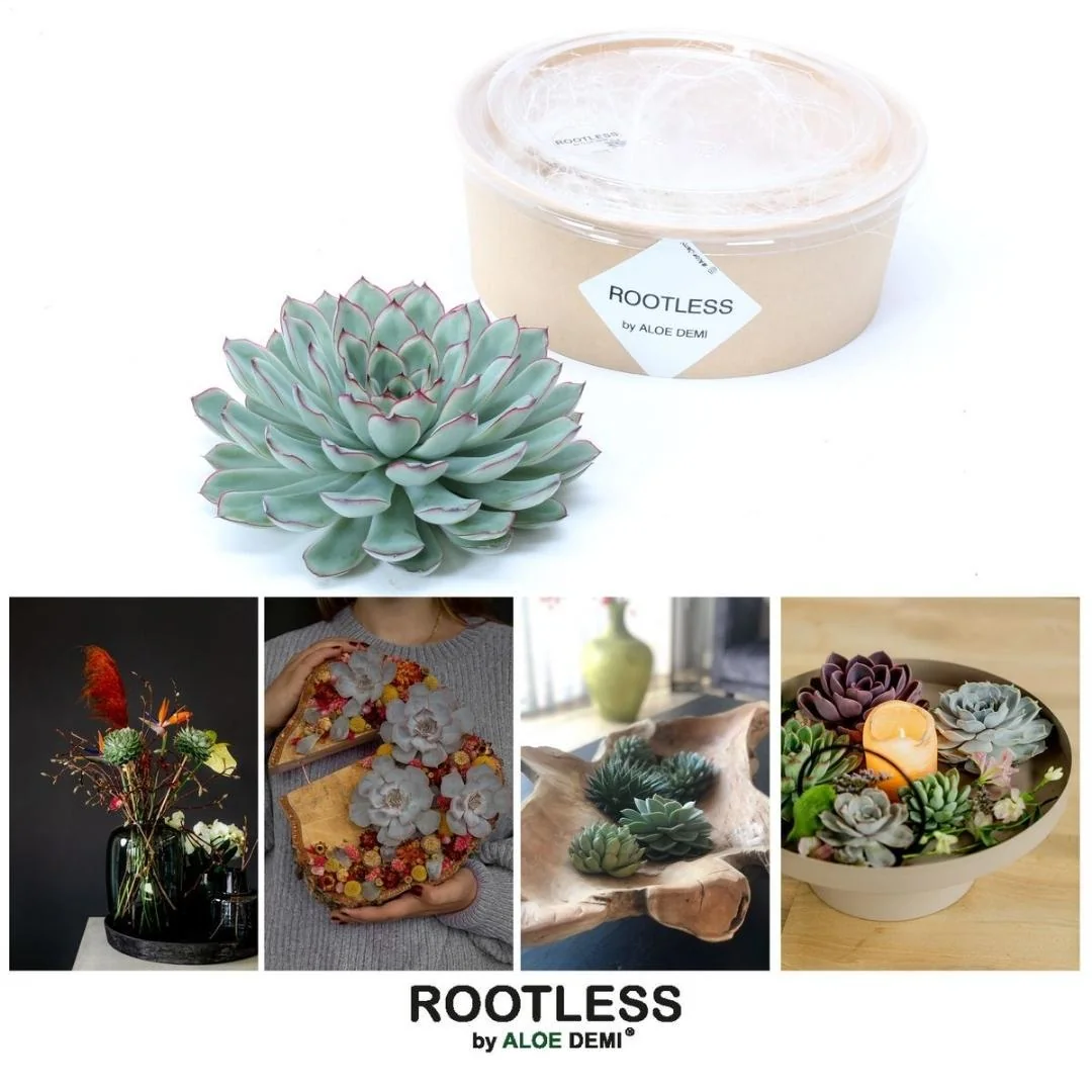 ROOTLESS Echeveria Pulidonis