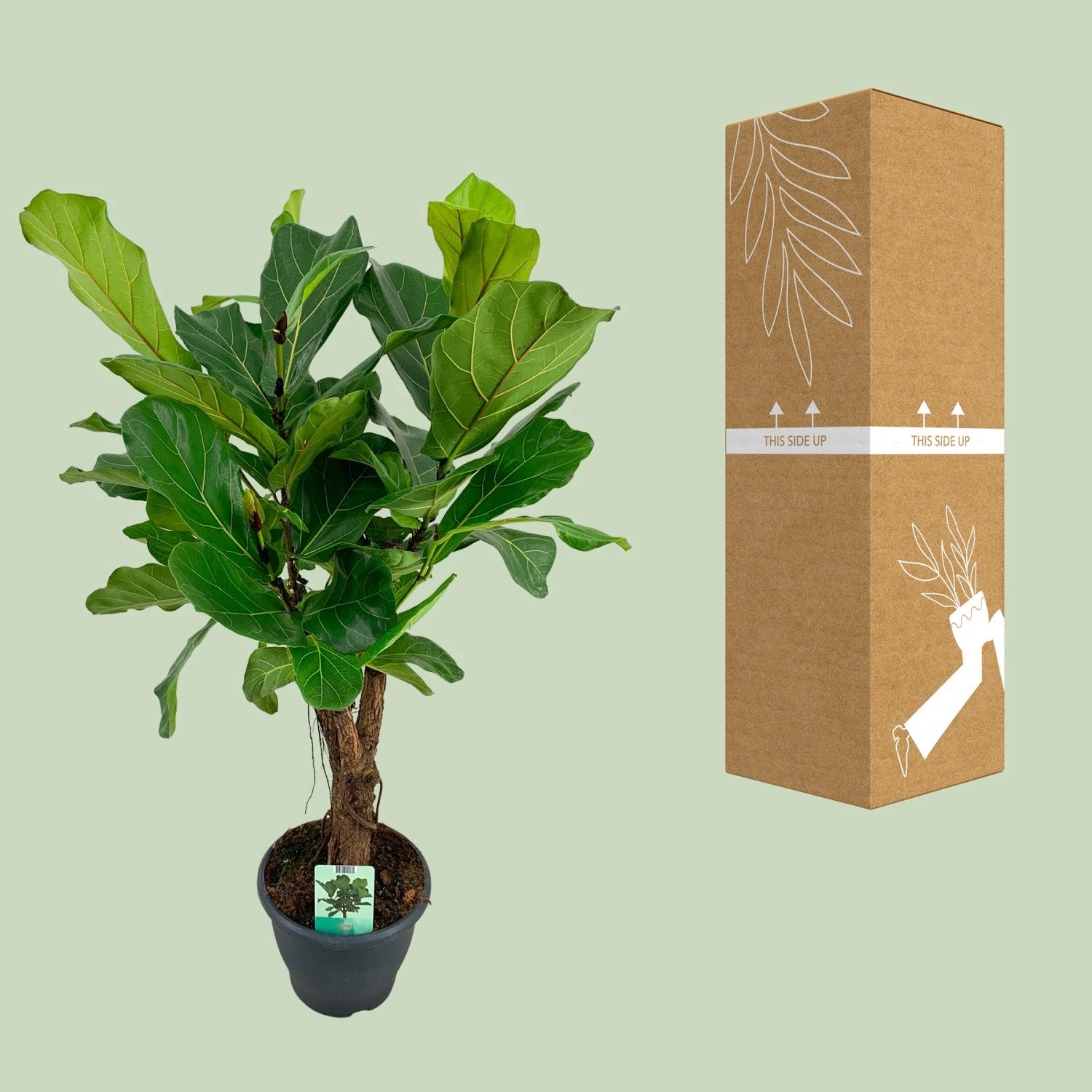 Ficus lyrata (Geigenfeige)
