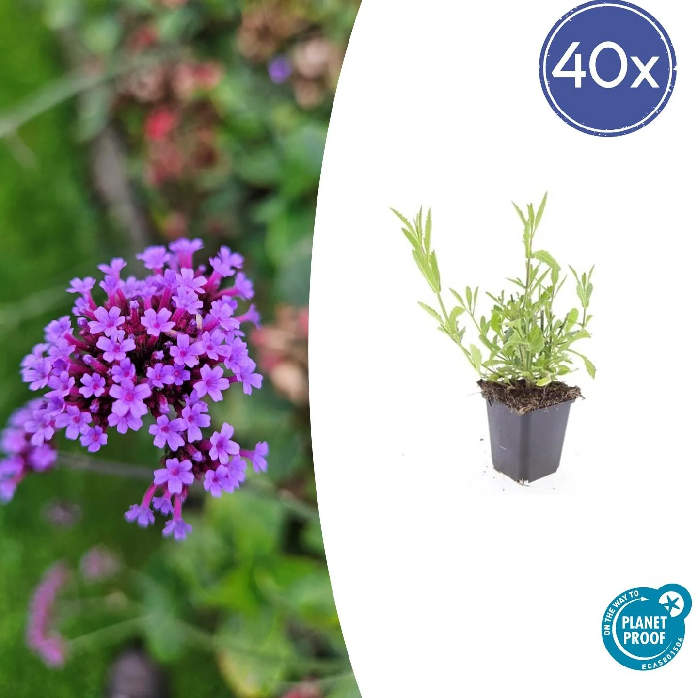 Verbena bonariensis - Lila Schmetterlingsmagnet