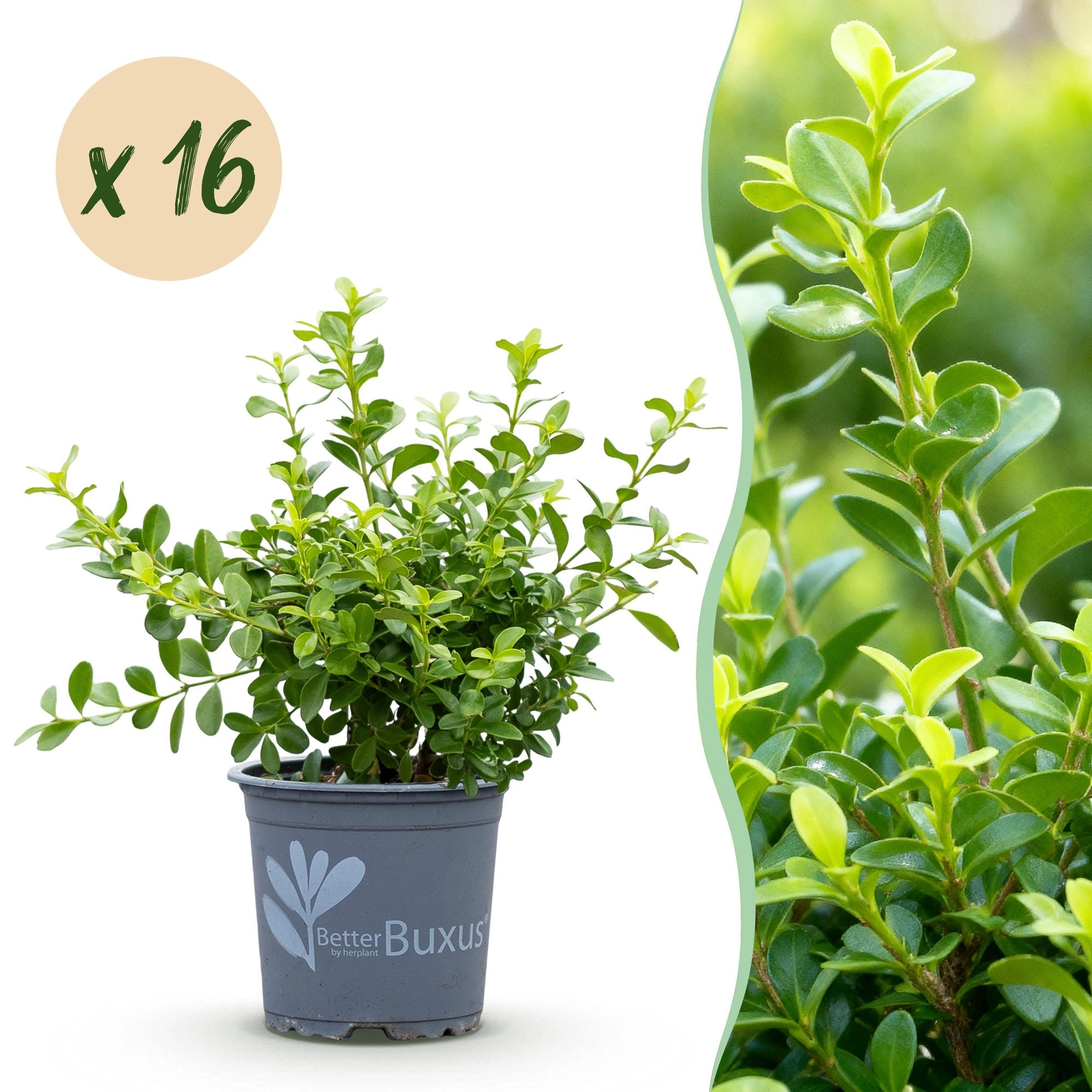 BetterBuxus Buxus Babylon Beauty