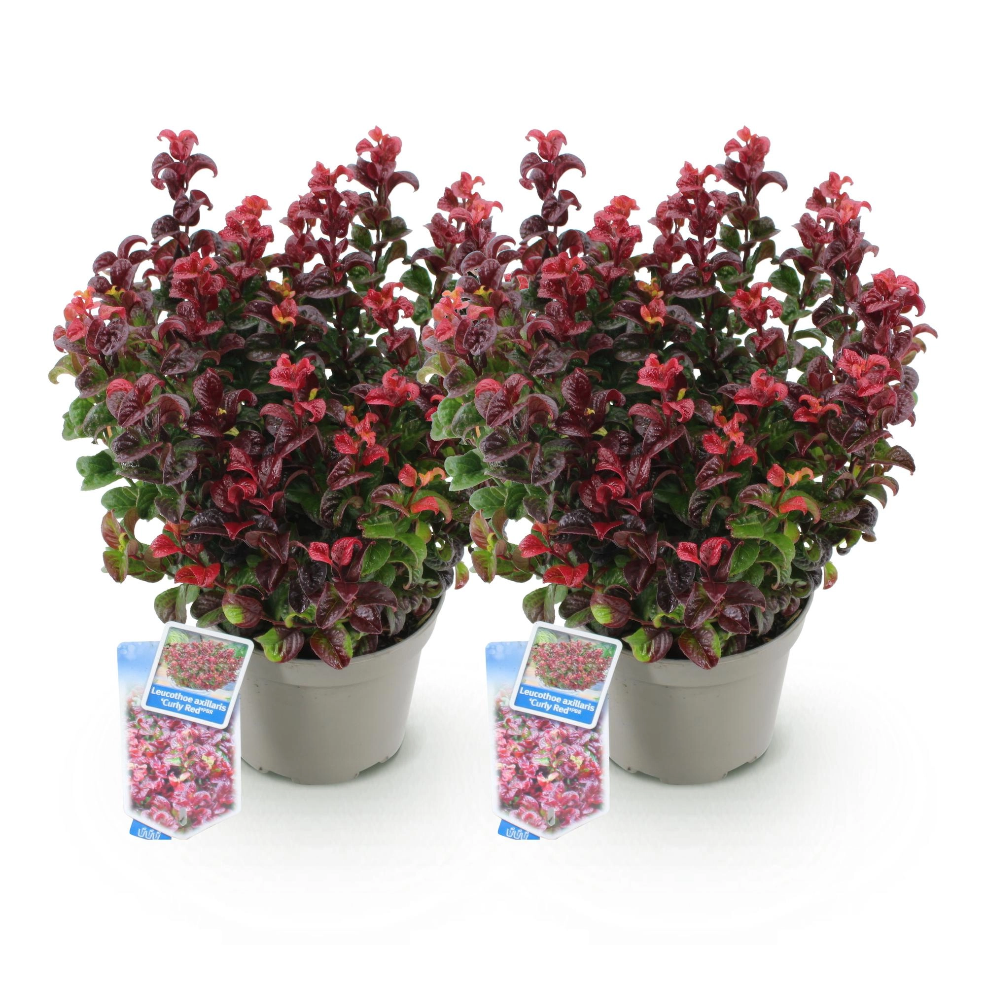 Leucothoe axillaris Curly Red