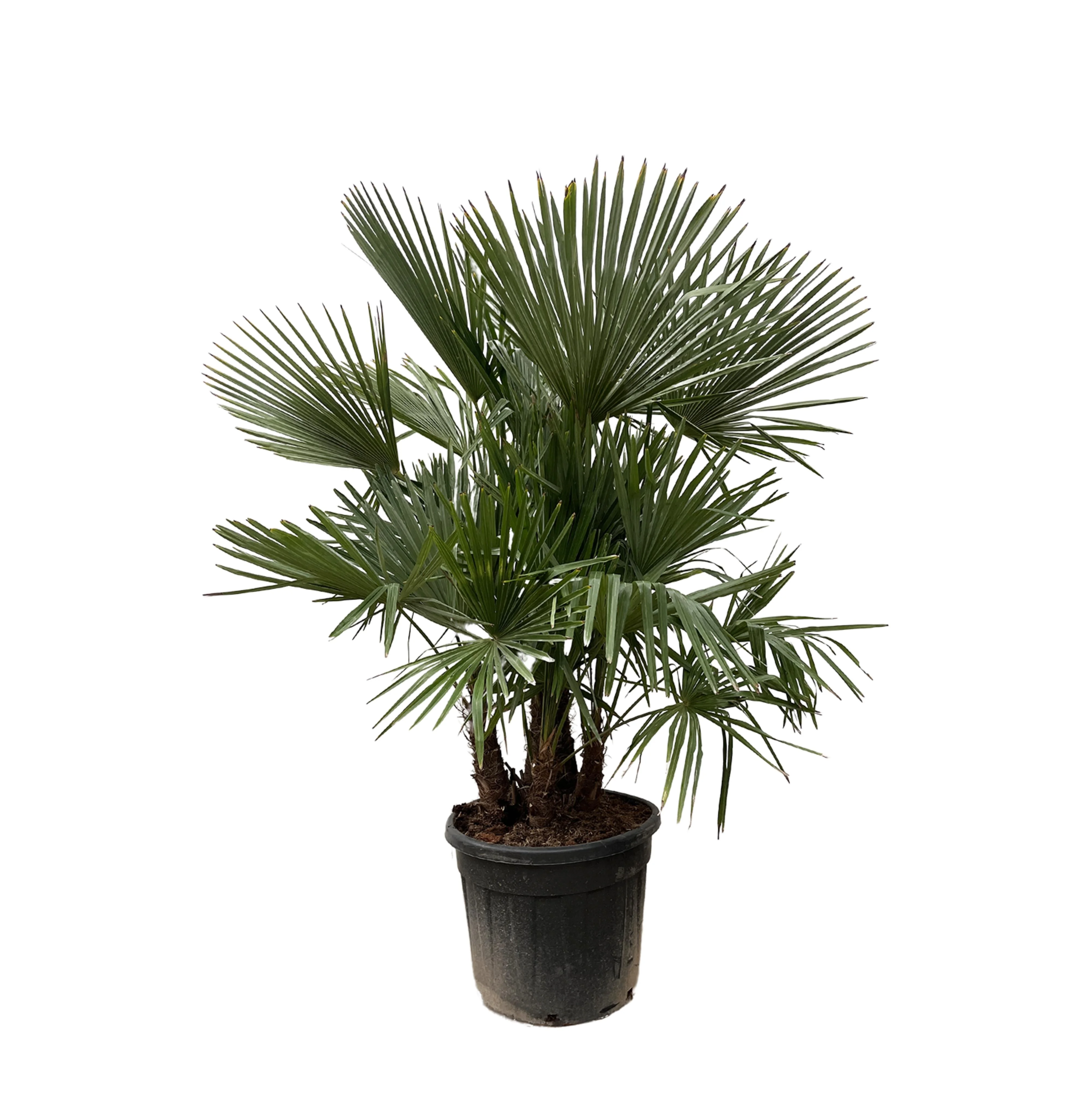 Trachycarpus multi stem - 230cm- Ø50 Bild 1