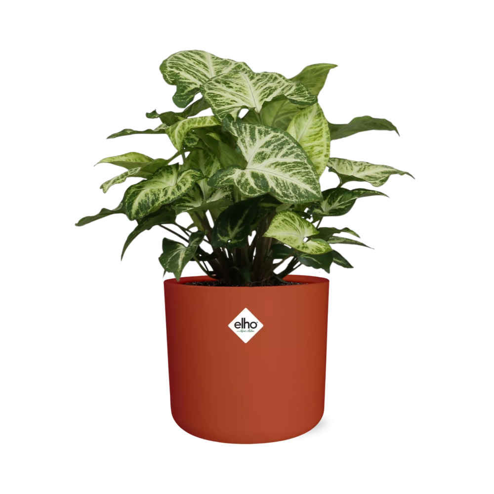 Pfeilblatt-Efeu (Syngonium) – Pflegeleichte Zimmerpflanze