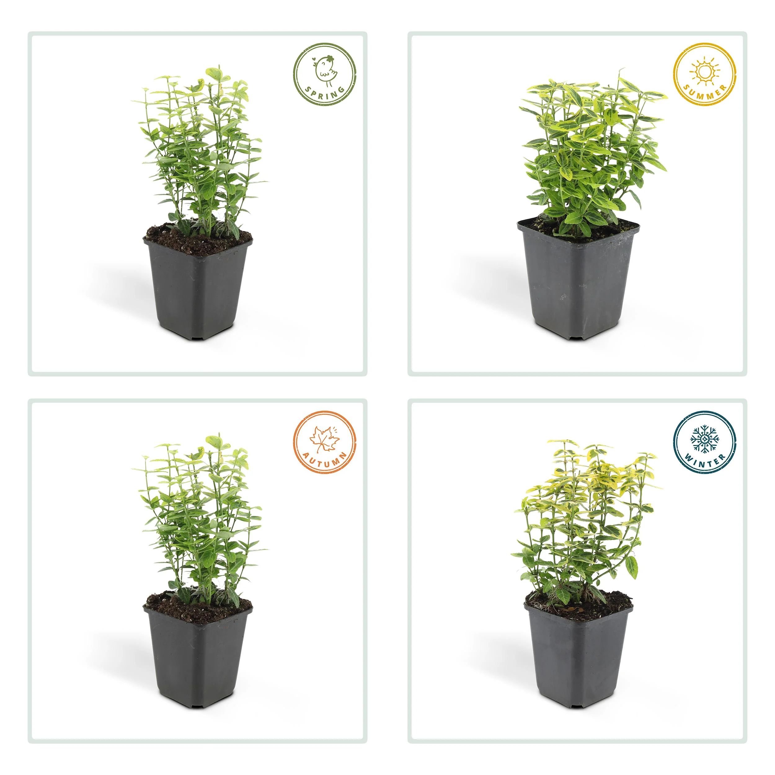 48x Euonymus fort. Emerald n Gold’ - ↕10-25cm - Ø9cm Bild 5