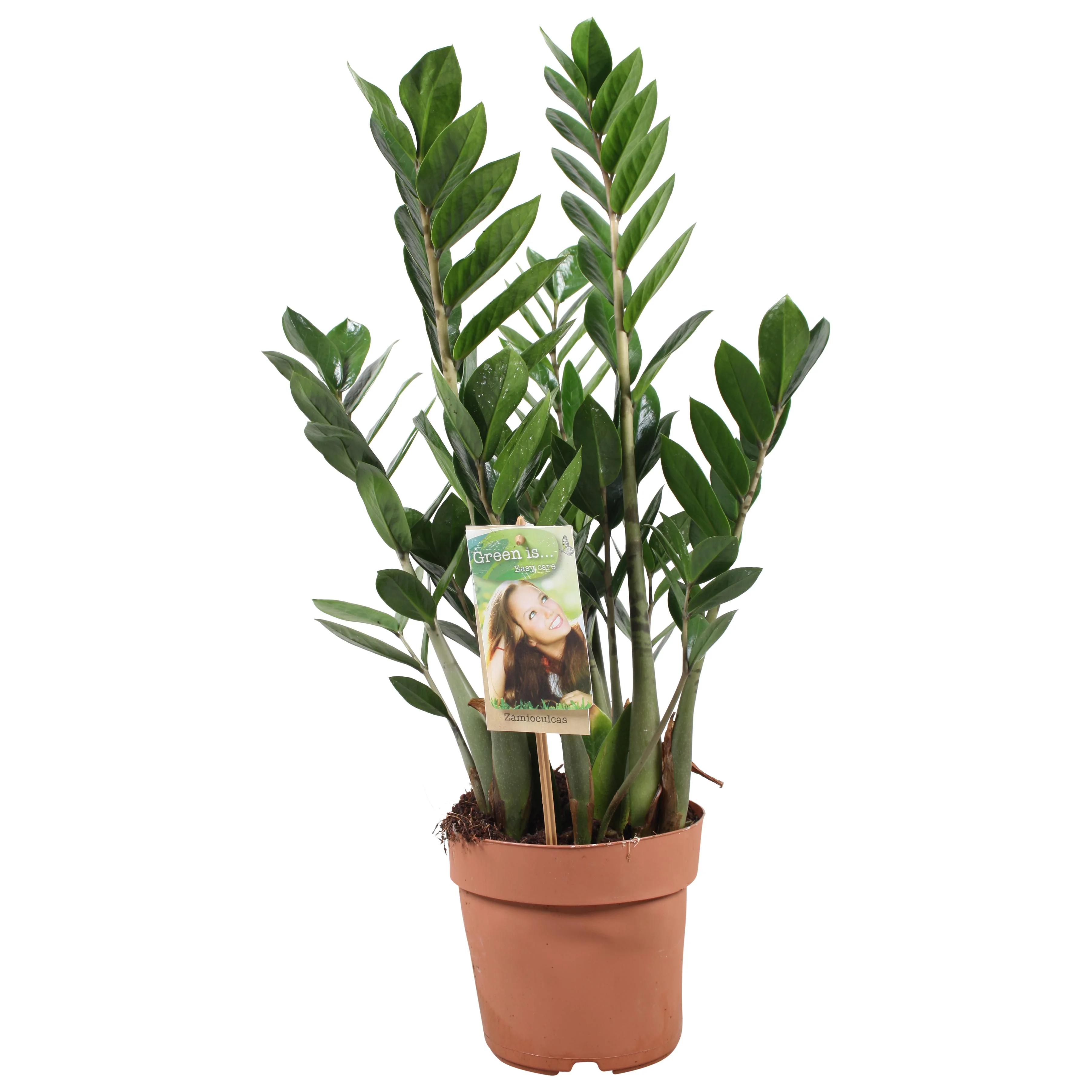 Zamioculcas Zamiifolia 4-5 Wedel – Pflegeleichte Zimmerpflanze