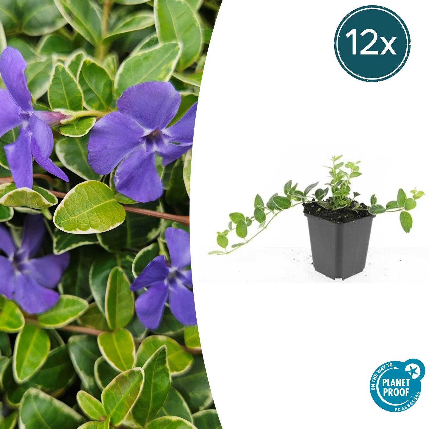 Vinca minor 'Argenteovariegata'