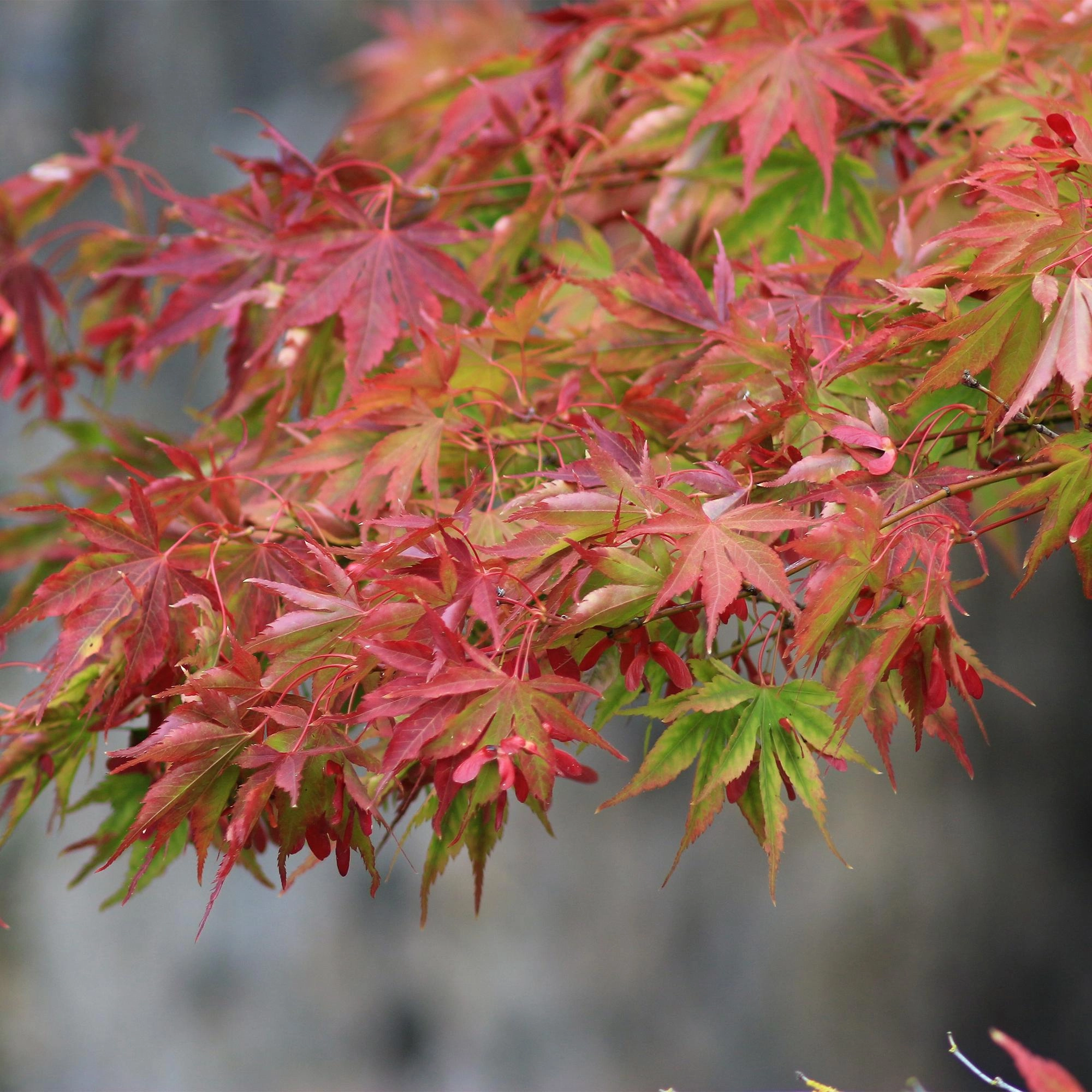 Green boutiQ - Gartenpflanze - Acer palmatum Beni Maiko - Japanischer Ahorn - Laubabwerfend - Rot - 1 - Topf 26cm - Höhe 90cm Bild 5