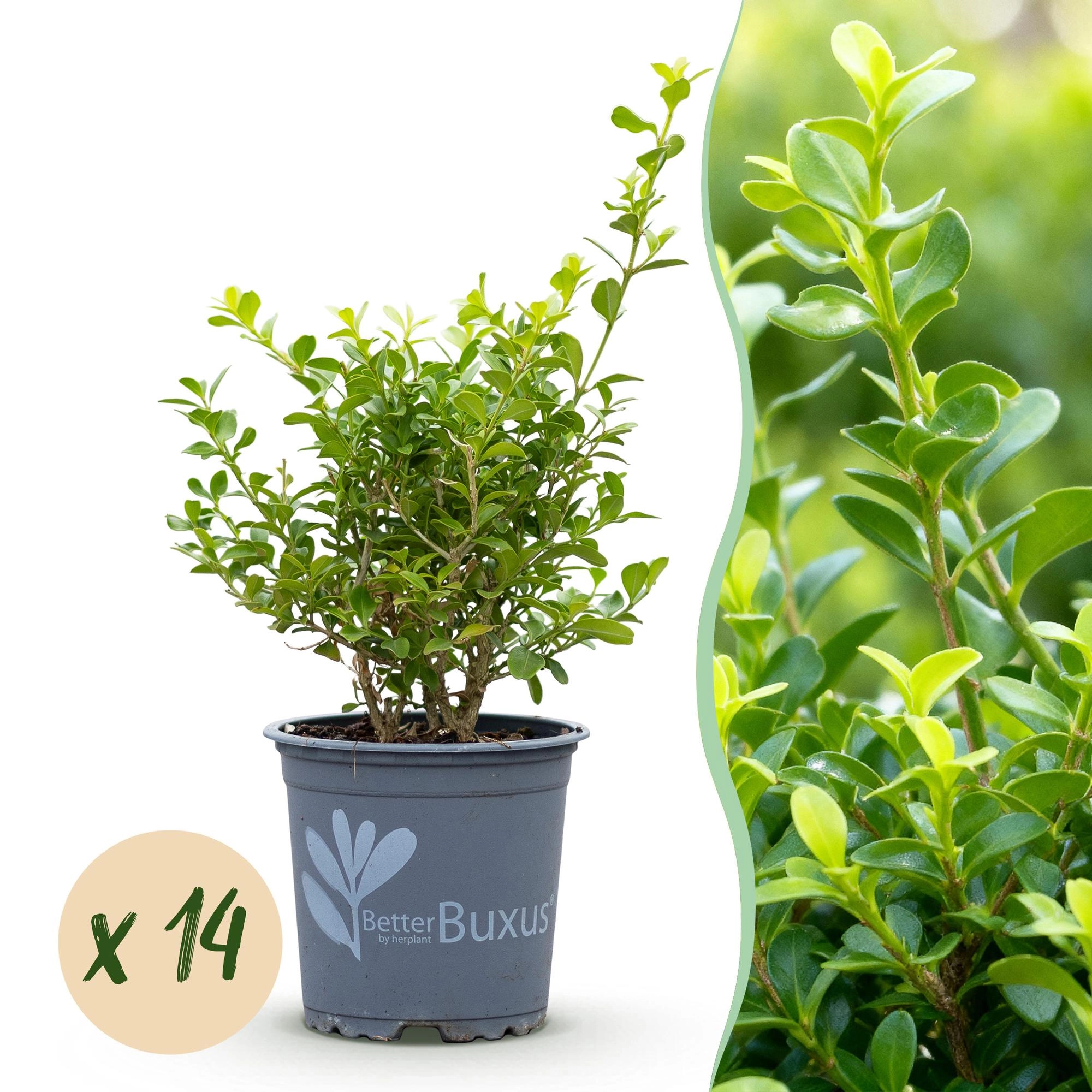 BetterBuxus Buxus Babylon Beauty